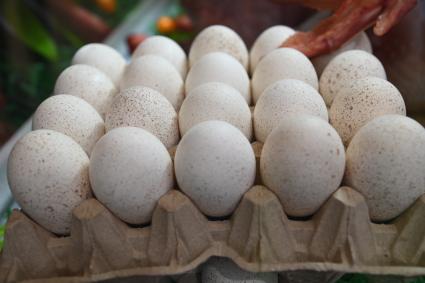 XIII Межрегиональная агропромышленная выставка \"Агропром Урал\"