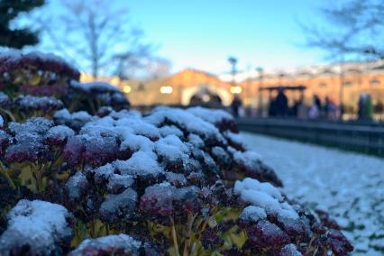 Первый каток в Петербурге начал работать в Новой Голландии