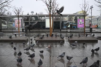 Первый снег в Москве