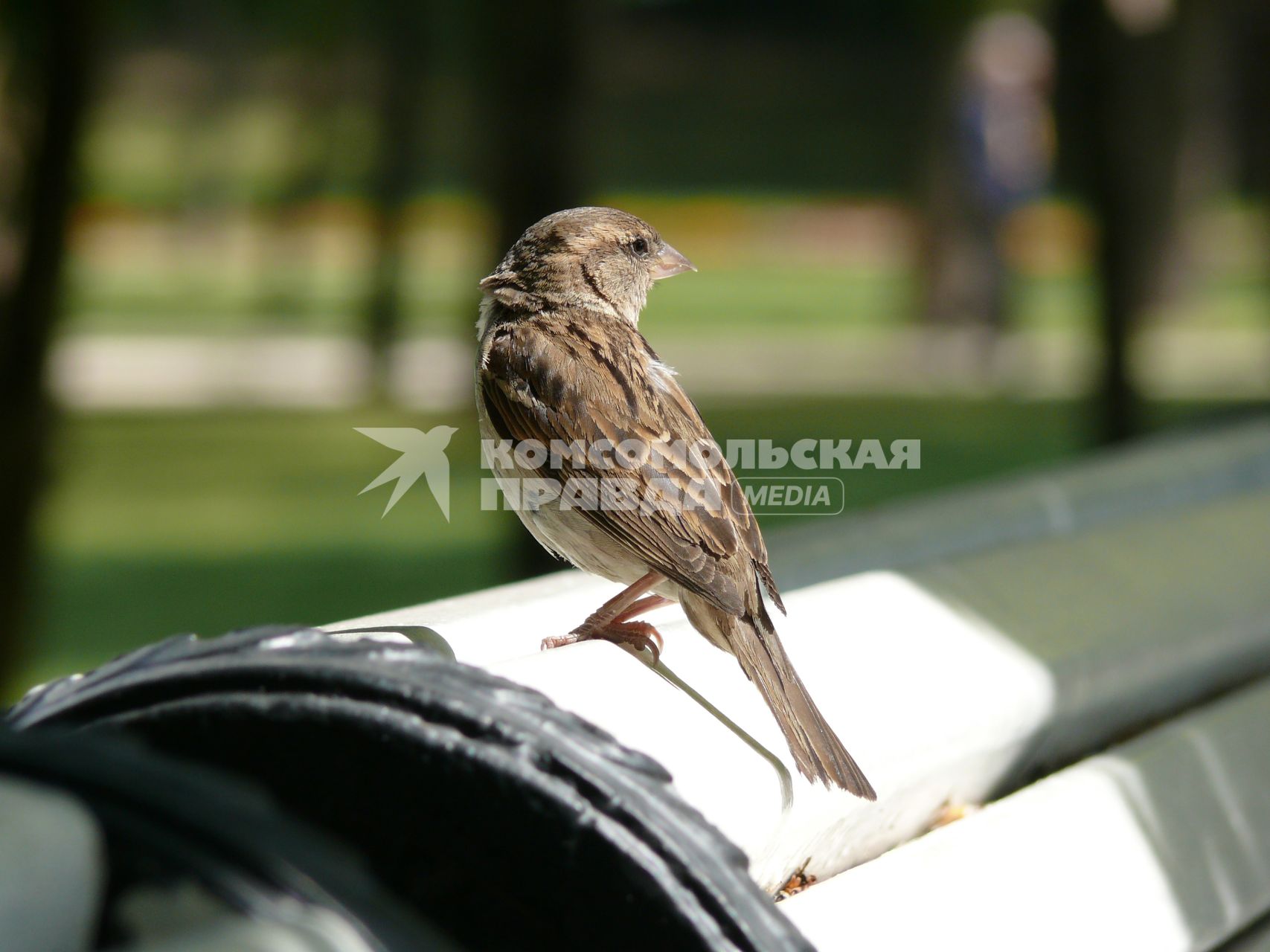 Воробей на парковой скамейке