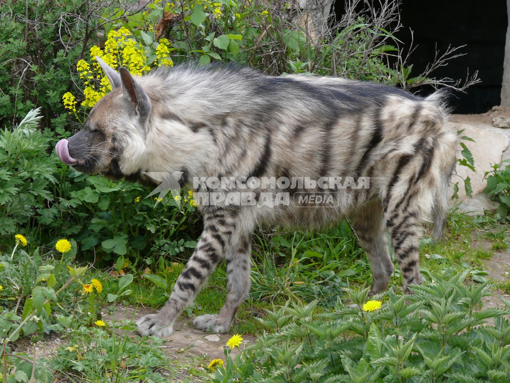 Гиена полосатая (Hyaena hyaena). Единственный представитель семейства в фауне бывшего Советского Союза. Московский зоопарк.