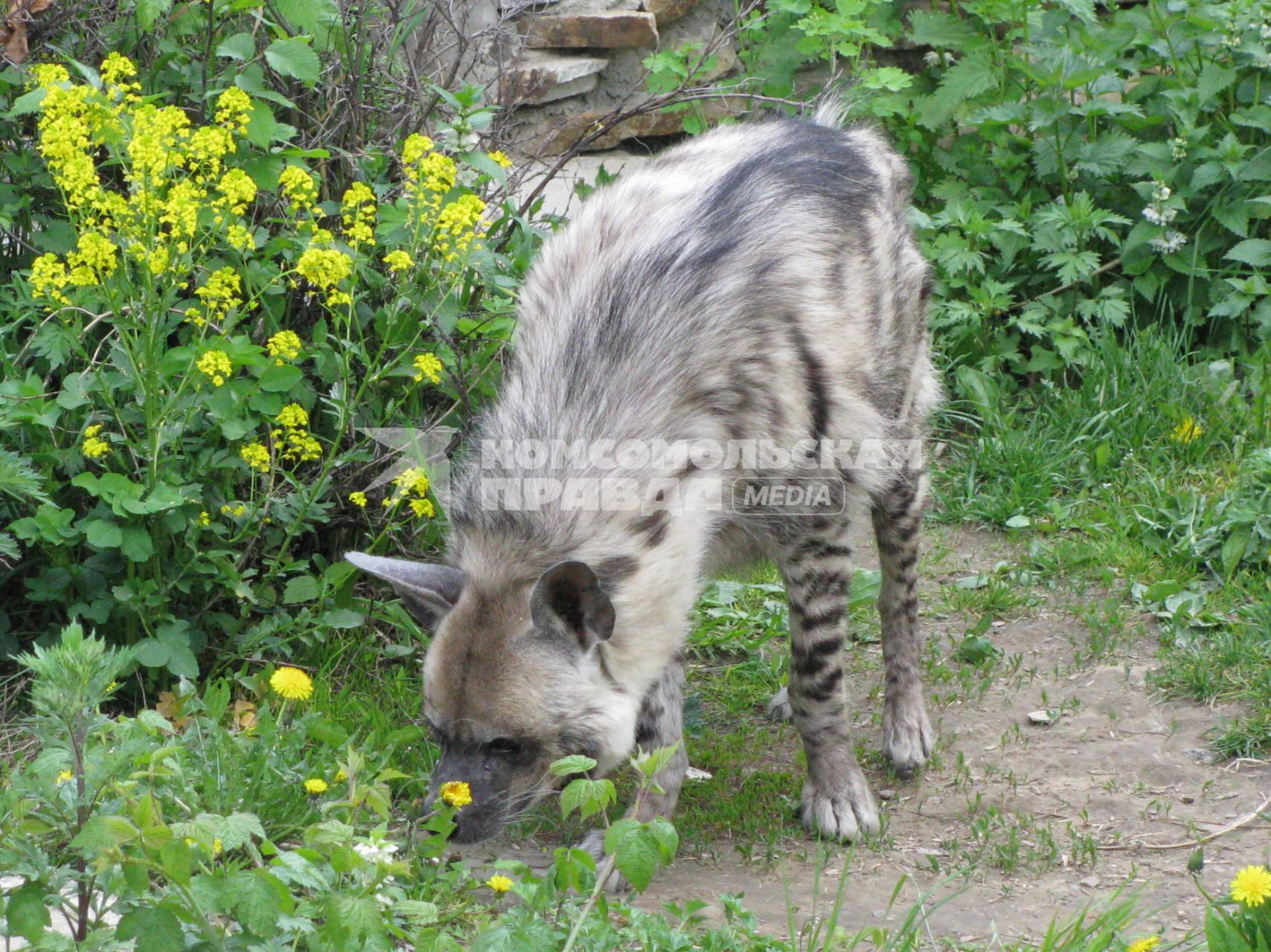 Гиена полосатая (Hyaena hyaena). Единственный представитель семейства в фауне бывшего Советского Союза. Московский зоопарк.