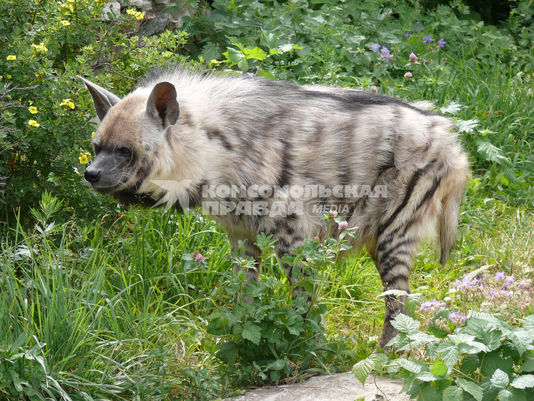 Гиена полосатая (Hyaena hyaena). Единственный представитель семейства в фауне бывшего Советского Союза. Московский зоопарк.