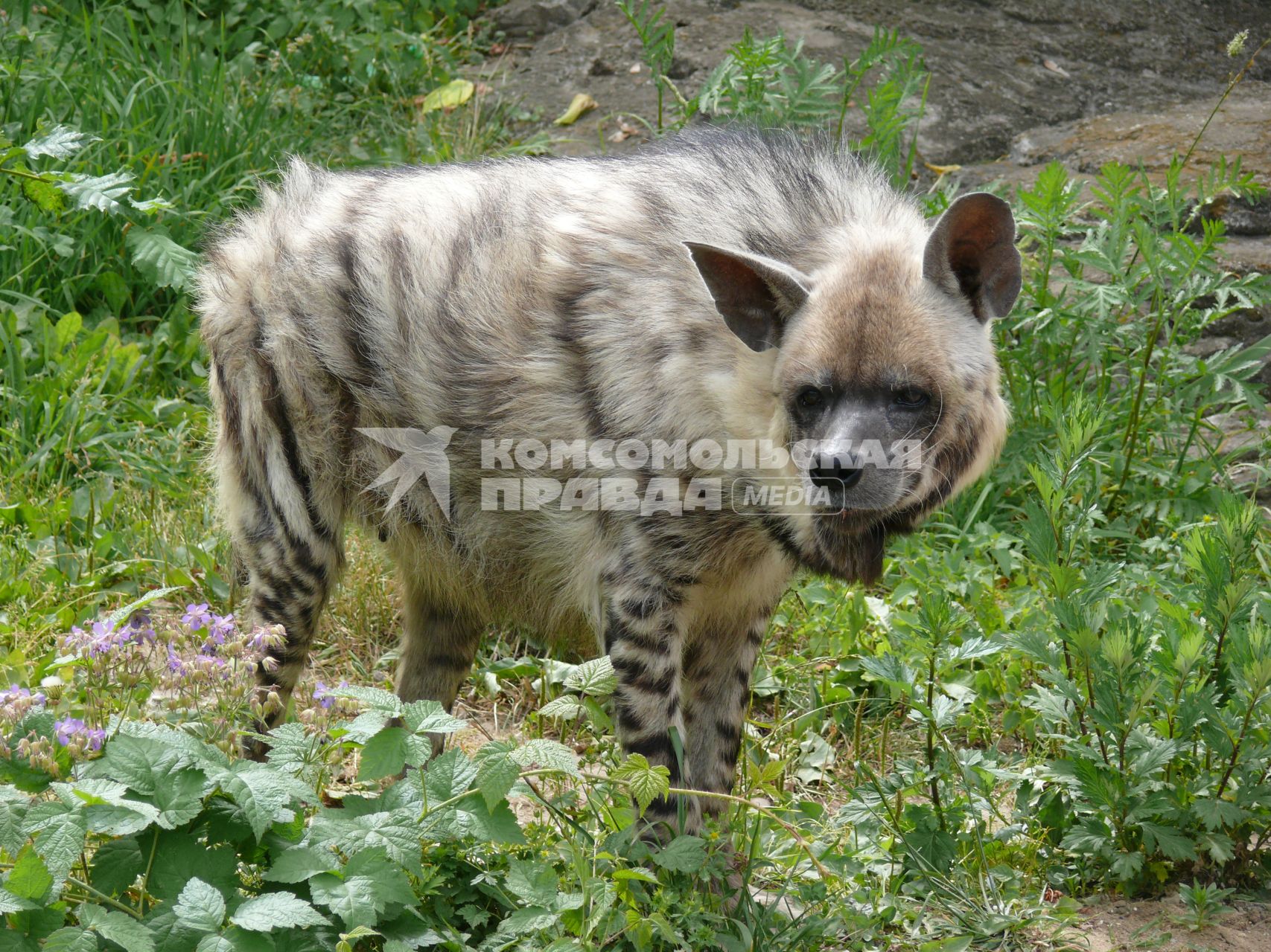 Гиена полосатая (Hyaena hyaena). Единственный представитель семейства в фауне бывшего Советского Союза. Московский зоопарк.