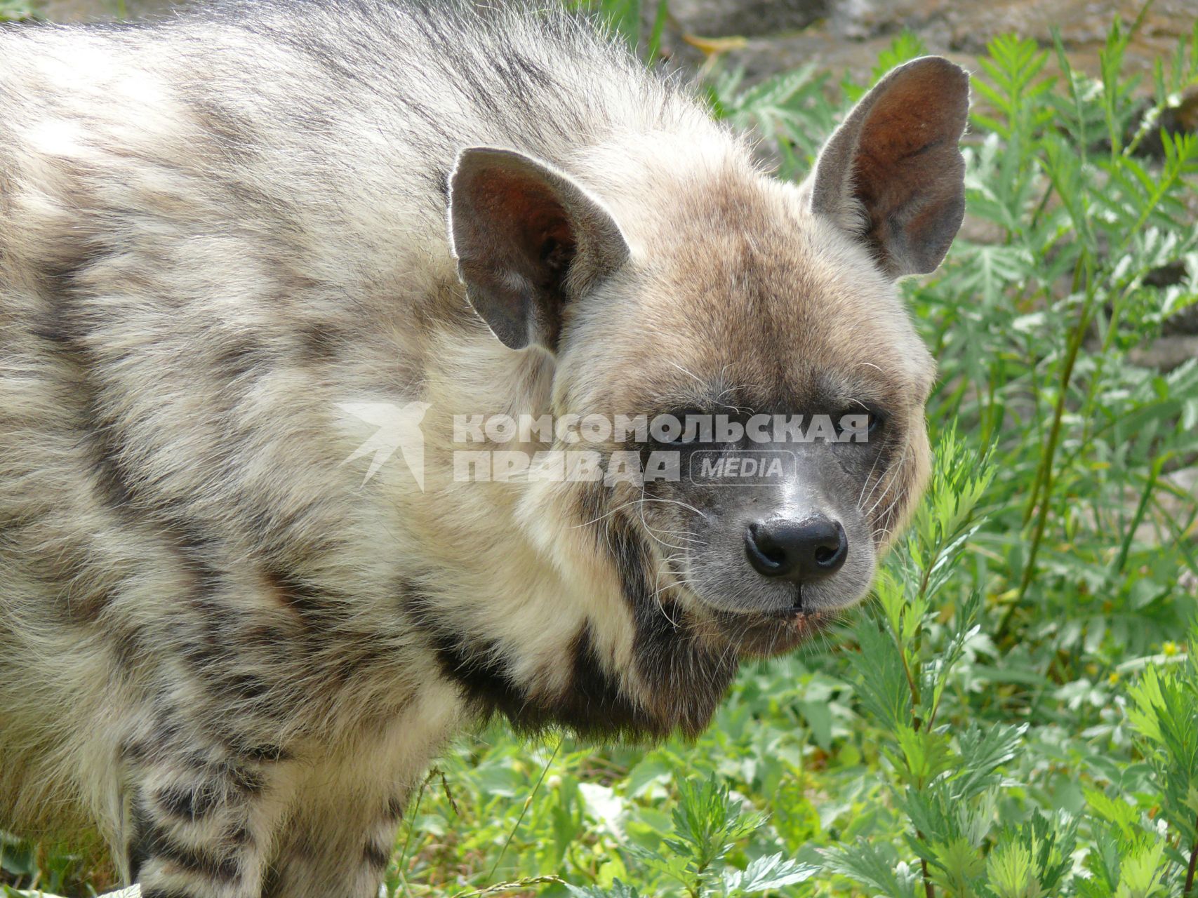 Гиена полосатая (Hyaena hyaena). Единственный представитель семейства в фауне бывшего Советского Союза. Московский зоопарк.