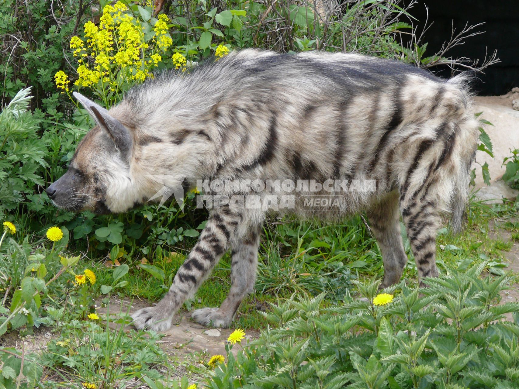 Гиена полосатая (Hyaena hyaena). Единственный представитель семейства в фауне бывшего Советского Союза. Московский зоопарк.