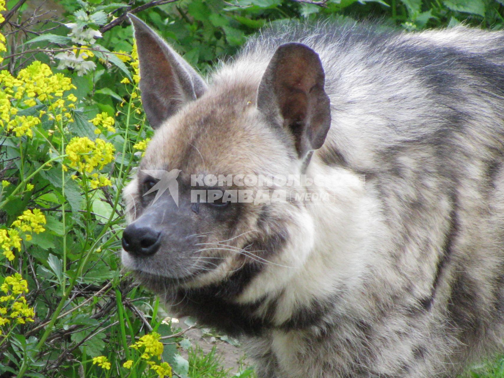 Гиена полосатая (Hyaena hyaena). Единственный представитель семейства в фауне бывшего Советского Союза. Московский зоопарк.