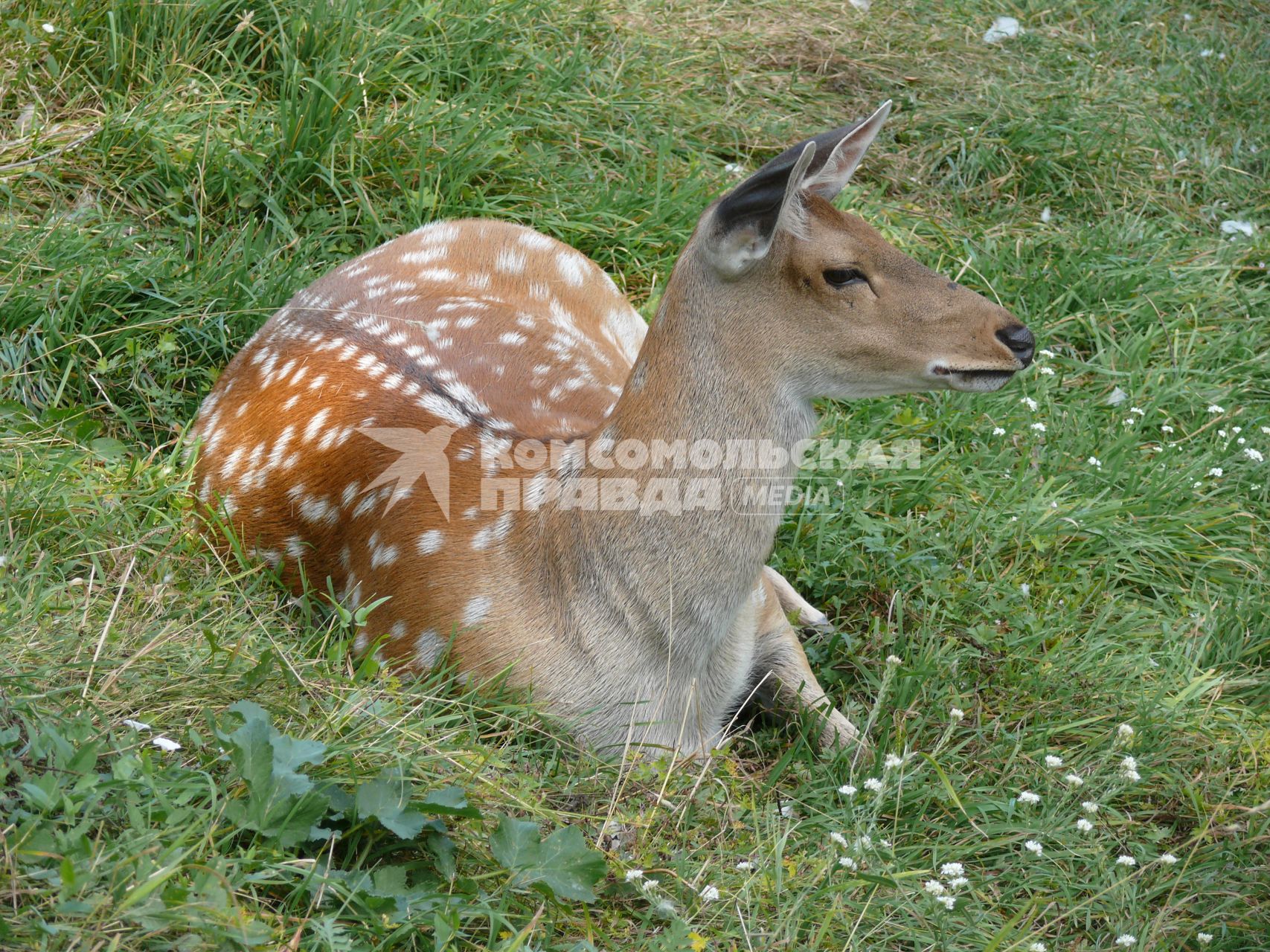 Пятнистый олень (лат. Cervus nippon). Был распространён в северо-восточном Китае, на острове Тайвань, в Северном Вьетнаме, Корее, Японии. Пятнистый олень обитает в южном Приморье, завезён в среднюю полосу европейской части России и на Кавказ в начале 30-х годов. Из-за постоянного преследования едва не вымер в начале XX века. г. Орел. Зверинец в Детском парке.