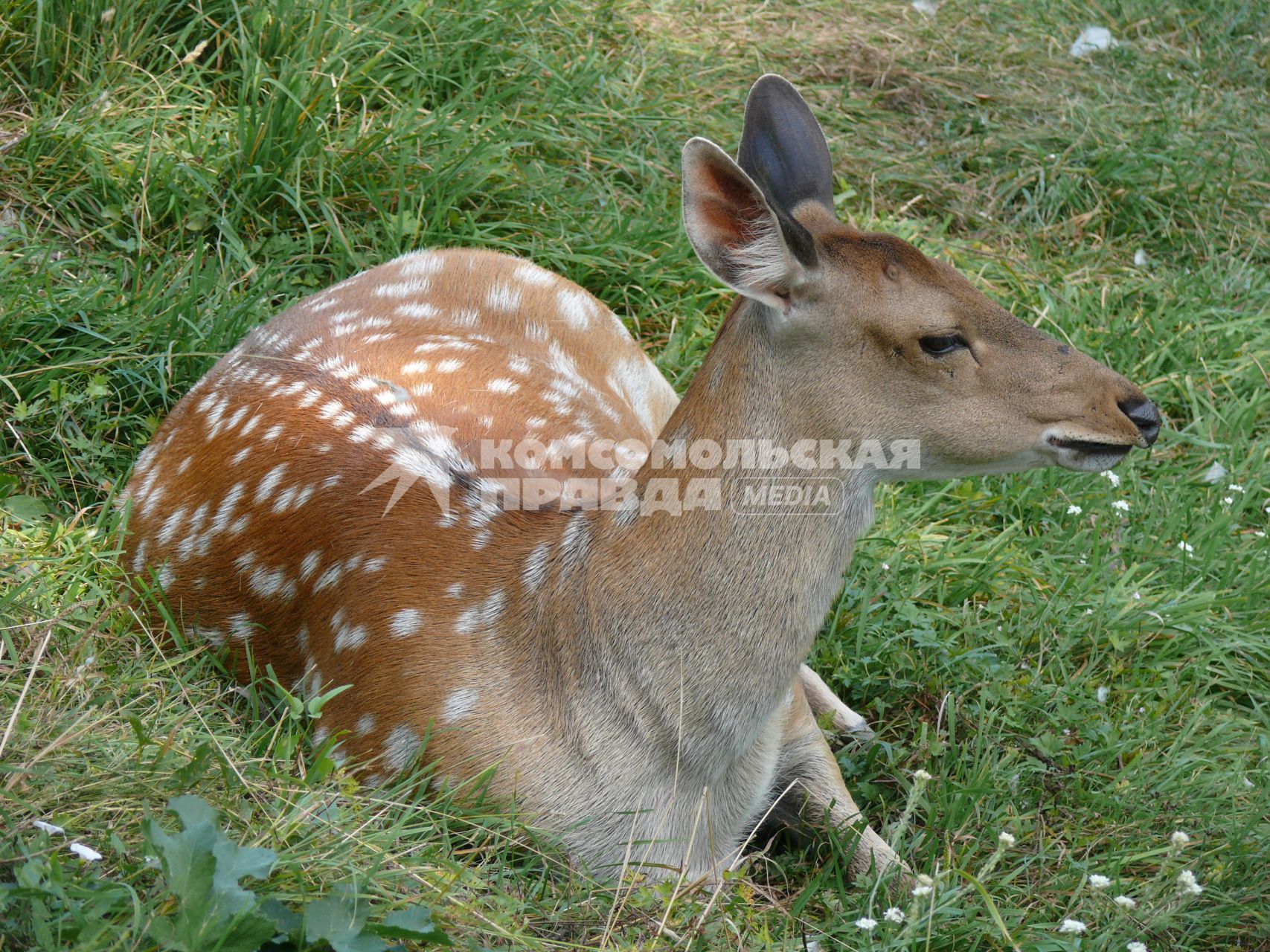 Пятнистый олень (лат. Cervus nippon). Был распространён в северо-восточном Китае, на острове Тайвань, в Северном Вьетнаме, Корее, Японии. Пятнистый олень обитает в южном Приморье, завезён в среднюю полосу европейской части России и на Кавказ в начале 30-х годов. Из-за постоянного преследования едва не вымер в начале XX века. г. Орел. Зверинец в Детском парке.