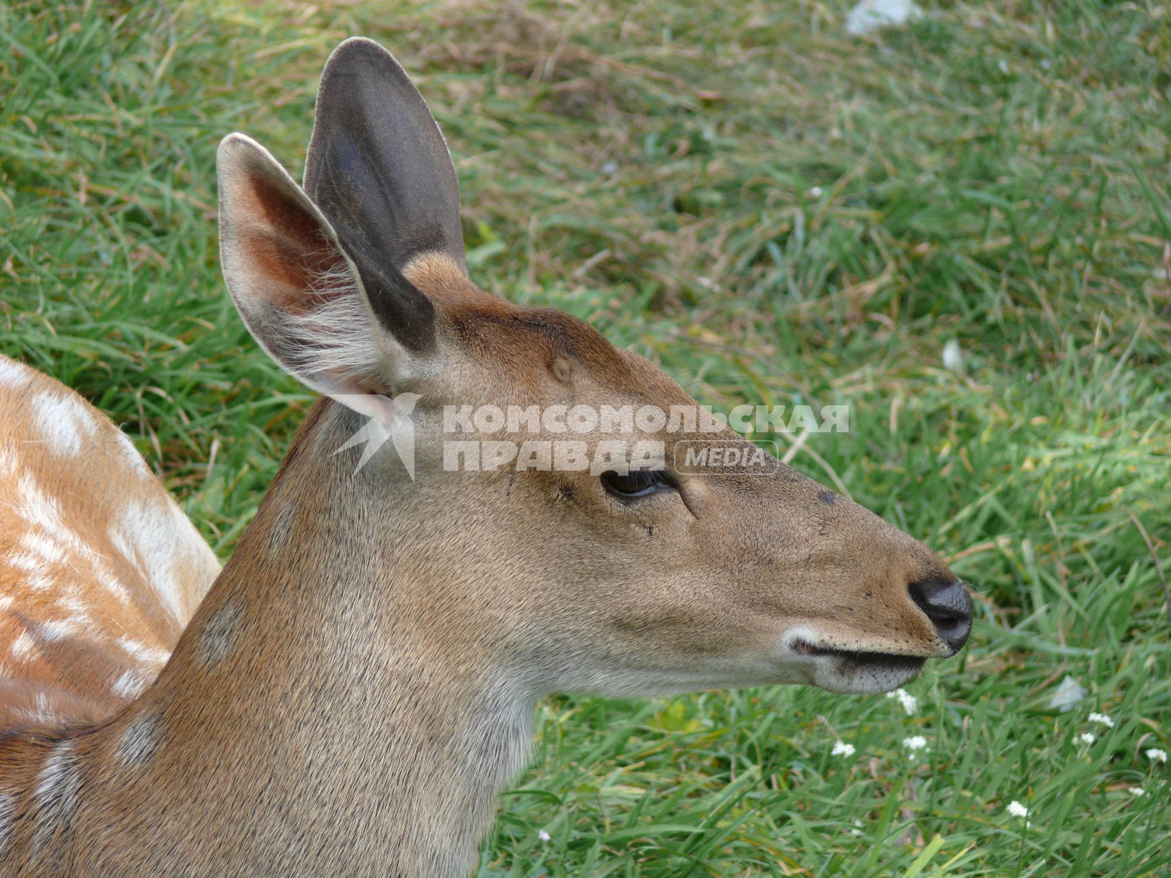 Пятнистый олень (лат. Cervus nippon). Был распространён в северо-восточном Китае, на острове Тайвань, в Северном Вьетнаме, Корее, Японии. Пятнистый олень обитает в южном Приморье, завезён в среднюю полосу европейской части России и на Кавказ в начале 30-х годов. Из-за постоянного преследования едва не вымер в начале XX века. г. Орел. Зверинец в Детском парке.