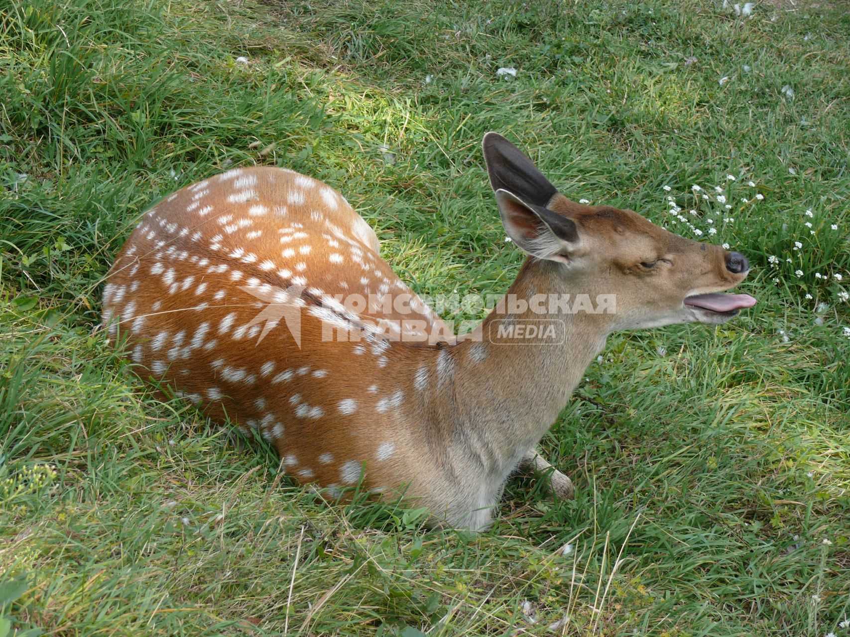 Пятнистый олень (лат. Cervus nippon). Был распространён в северо-восточном Китае, на острове Тайвань, в Северном Вьетнаме, Корее, Японии. Пятнистый олень обитает в южном Приморье, завезён в среднюю полосу европейской части России и на Кавказ в начале 30-х годов. Из-за постоянного преследования едва не вымер в начале XX века. г. Орел. Зверинец в Детском парке.