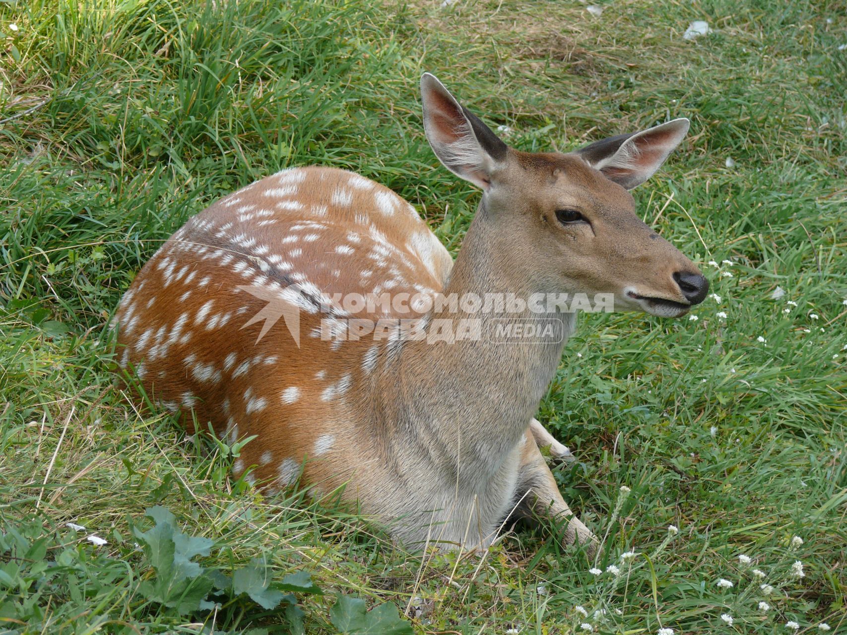 Пятнистый олень (лат. Cervus nippon). Был распространён в северо-восточном Китае, на острове Тайвань, в Северном Вьетнаме, Корее, Японии. Пятнистый олень обитает в южном Приморье, завезён в среднюю полосу европейской части России и на Кавказ в начале 30-х годов. Из-за постоянного преследования едва не вымер в начале XX века. г. Орел. Зверинец в Детском парке.