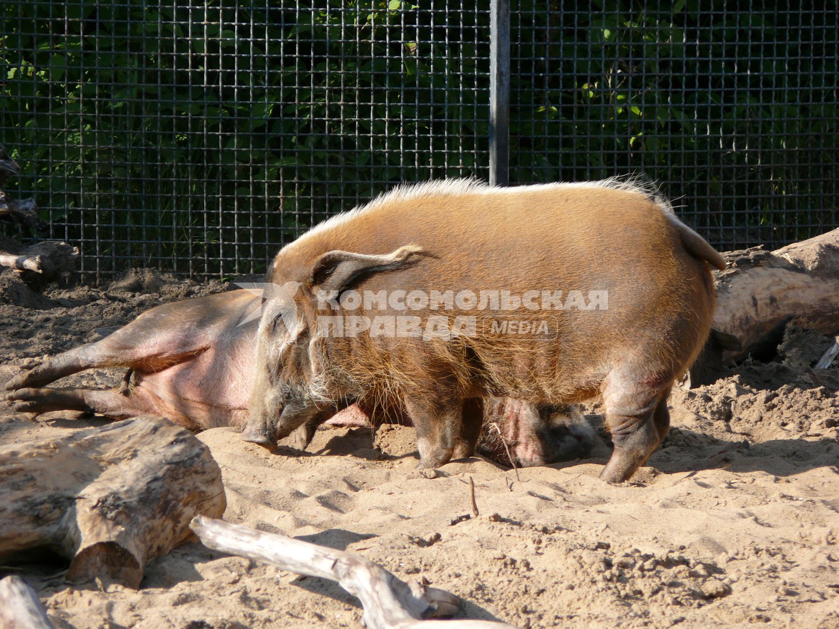 Свинья кистеухая (Potamochoerus porcus) или речная. Населяет Африку к югу от Сахары и остров Мадагаскар. Московский зоопарк.