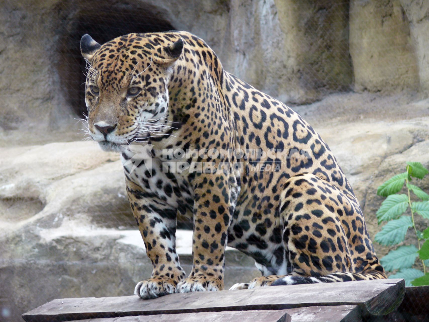 Ягуар (Panthera onca) . третий по размерам в мире и самый крупный и сильный в Новом свете представитель семейства кошачьих. Московский зоопарк.