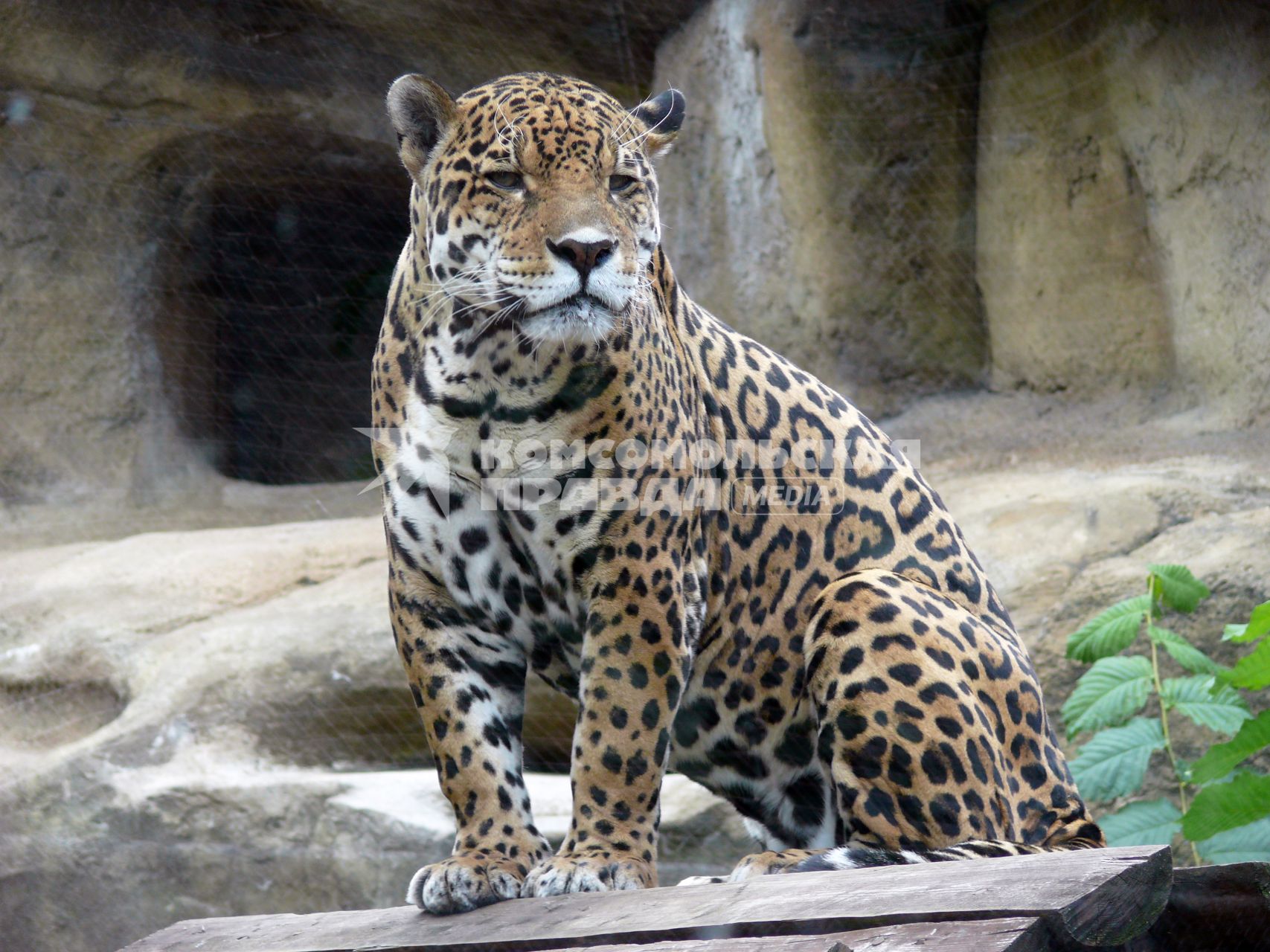 Ягуар (Panthera onca) . третий по размерам в мире и самый крупный и сильный в Новом свете представитель семейства кошачьих. Московский зоопарк.