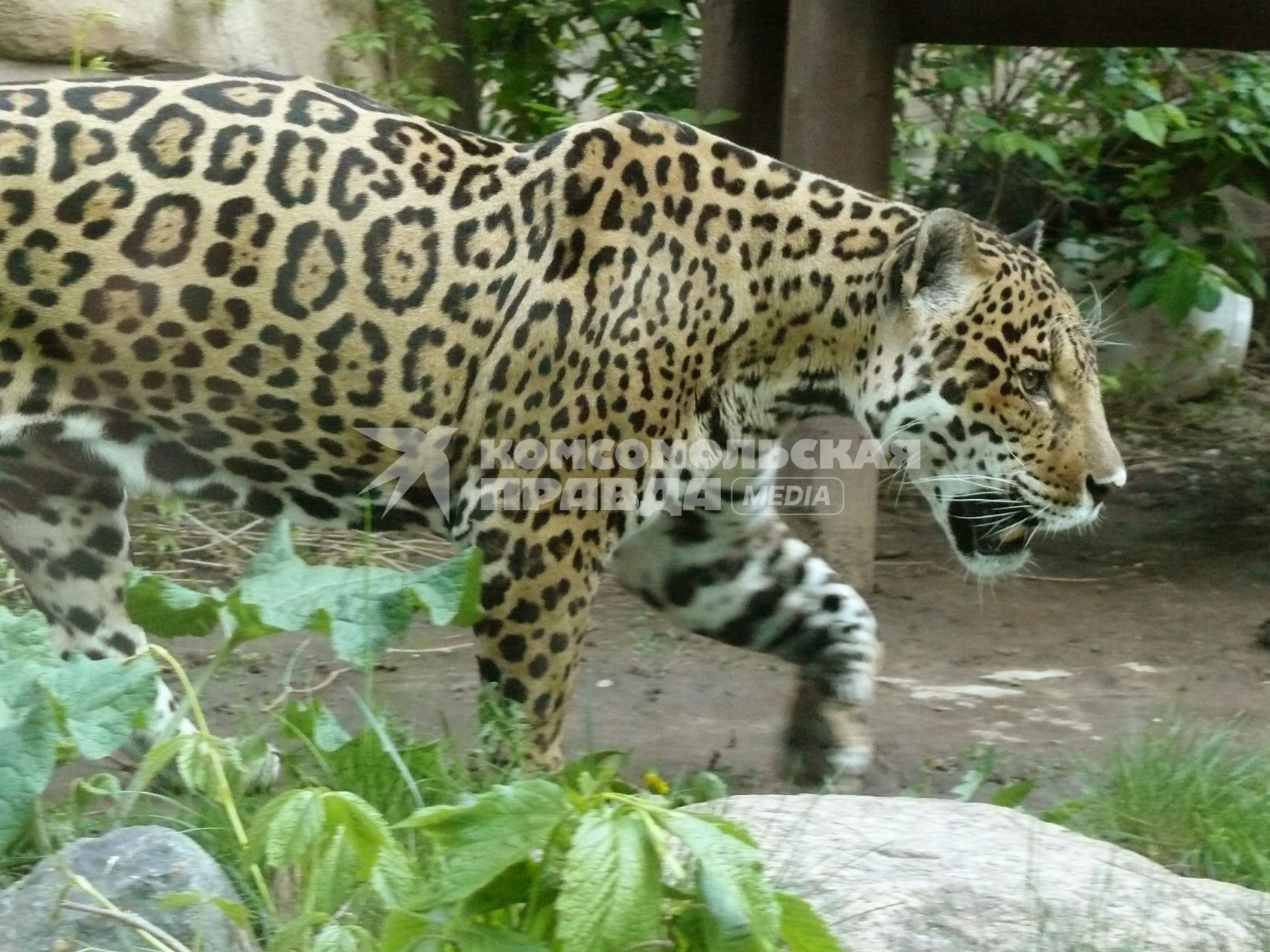 Ягуар (Panthera onca) . третий по размерам в мире и самый крупный и сильный в Новом свете представитель семейства кошачьих. Московский зоопарк.