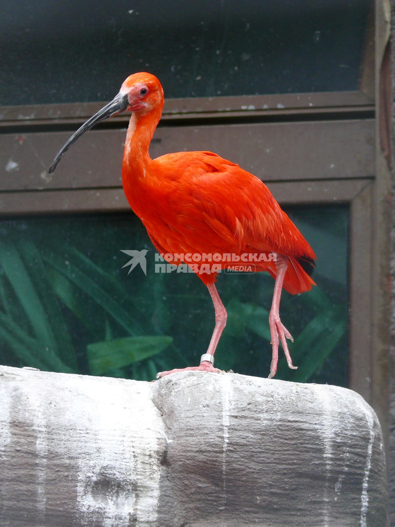 Алый ибис (Eudocimus ruber)
Алый ибис имеет такую яркую окраску благодаря высокому содержанию каротина, имеющегося в поедамых им рачках и креветках. В неволе эти птицы могут становится более блеклыми, если количество каротина в их пище уменьшится.