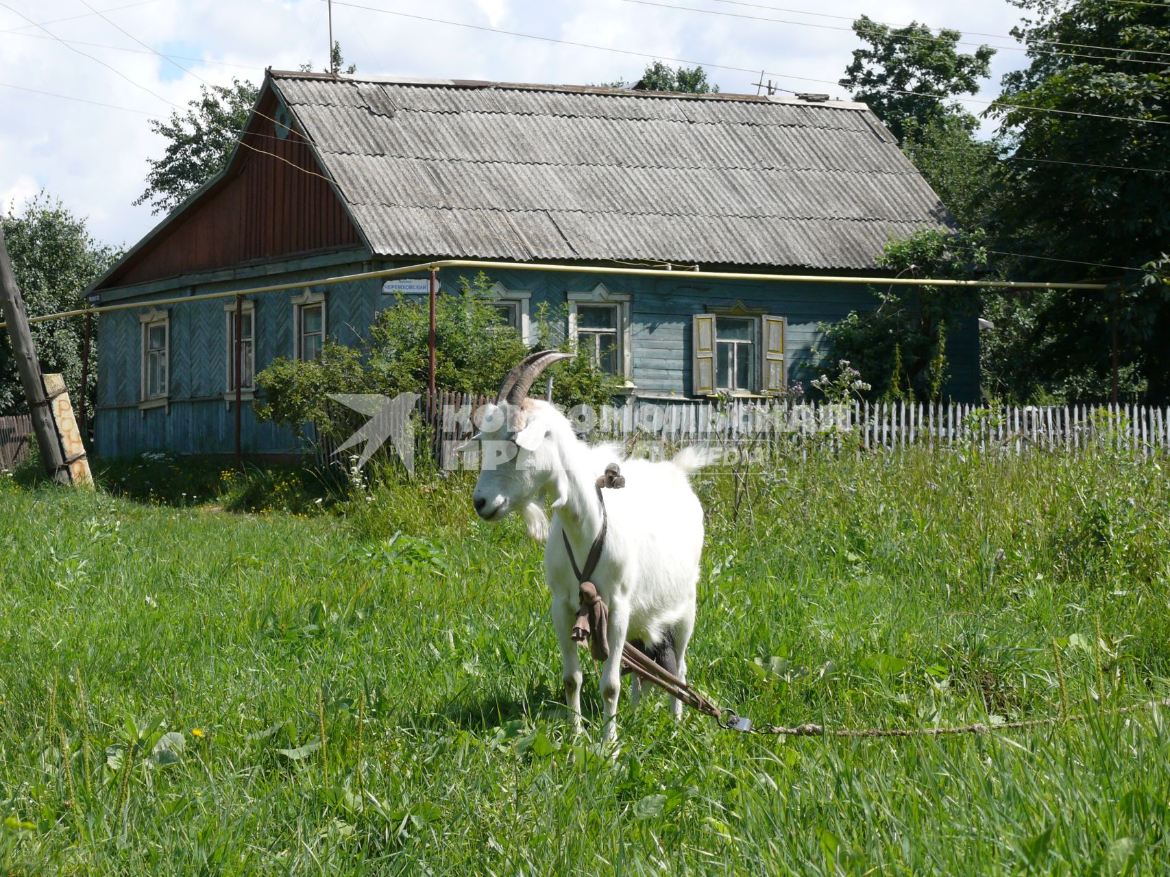 Коза на привязи домик в деревне