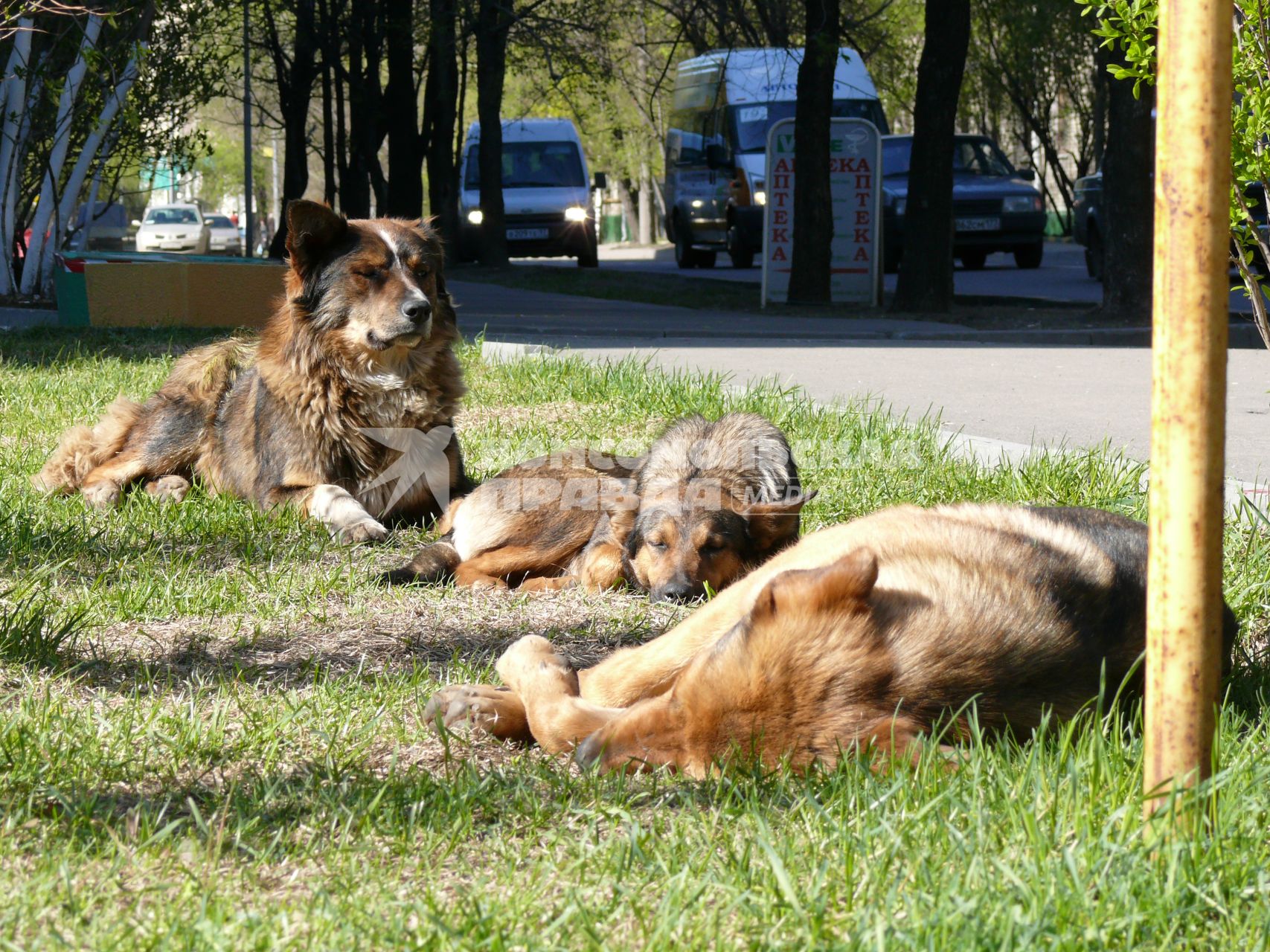 друзья собаки дворняги