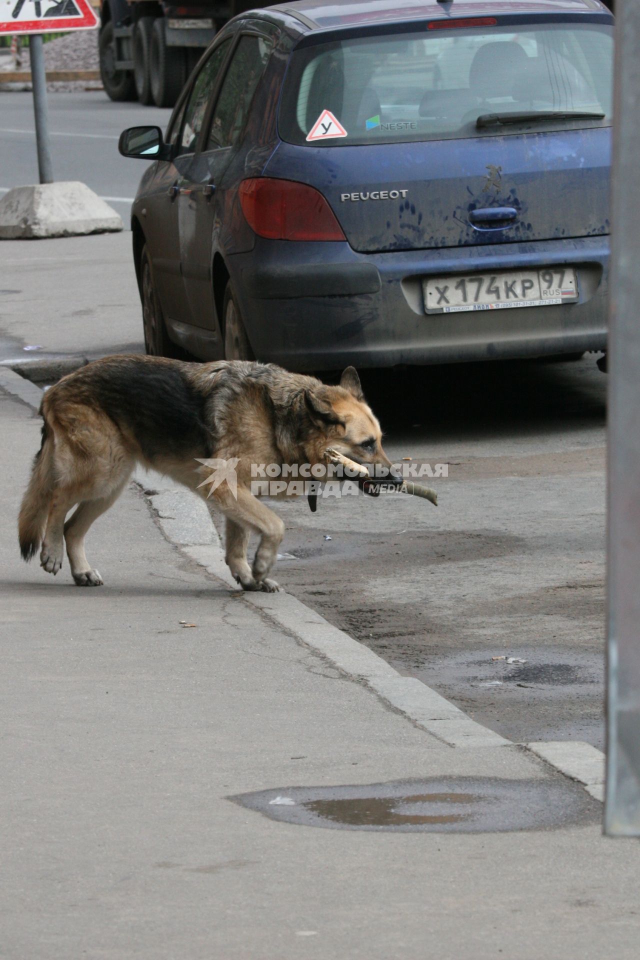 собака овчарка