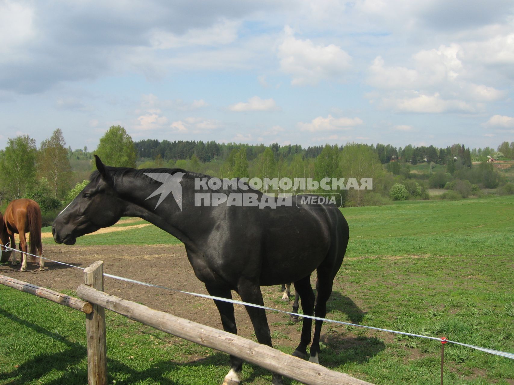 Лошади на пастбище. Латвия