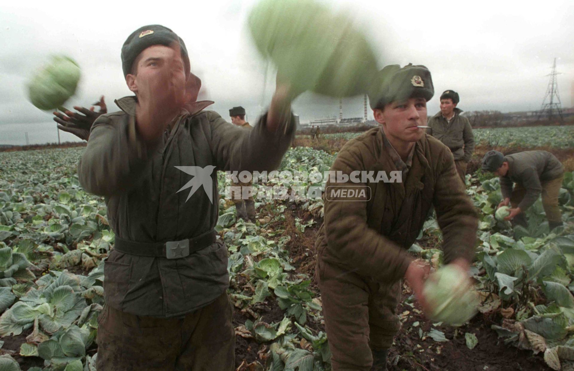 Солдаты на сборе капусты.