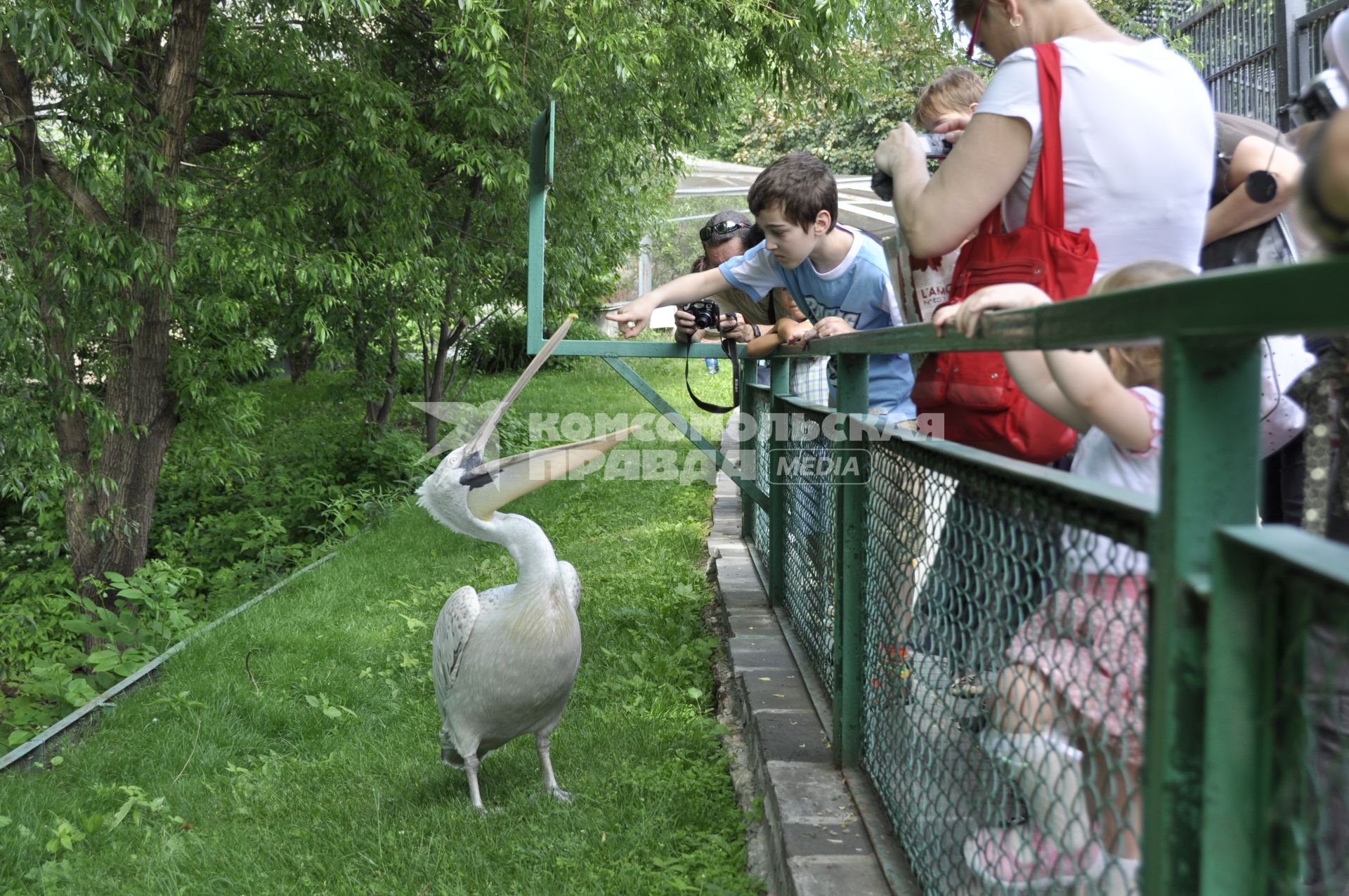 Дата: 03.06.2010 Дети дразнят пеликана в Московском зоопарке, посетители