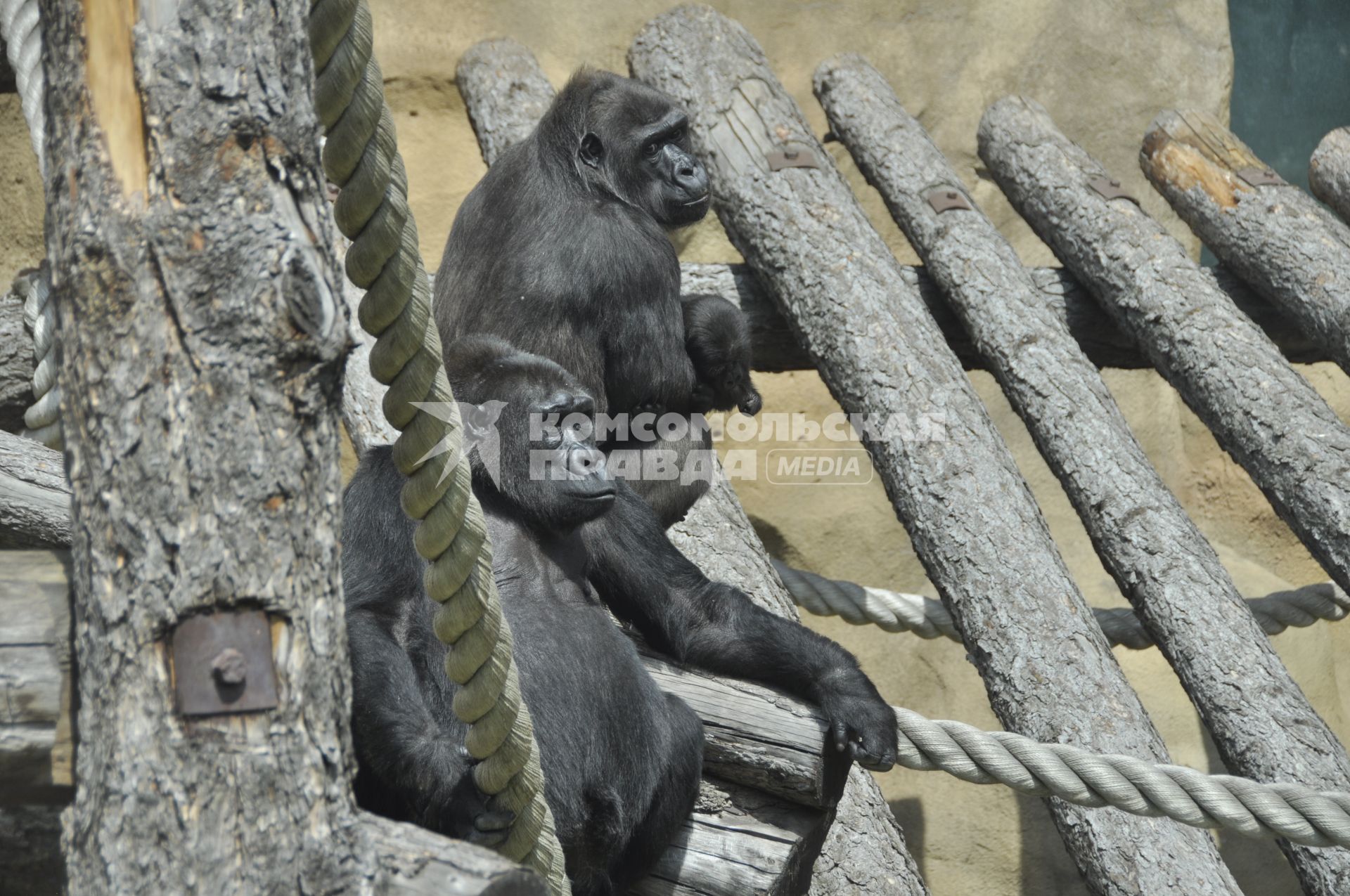 Дата: 03.06.2010 Семья горилл в Московском зоопарке. На руках у самки - детеныш. Малыш родился 2 апреля 2009 года. Это первый случай в истории Московского зоопарка.