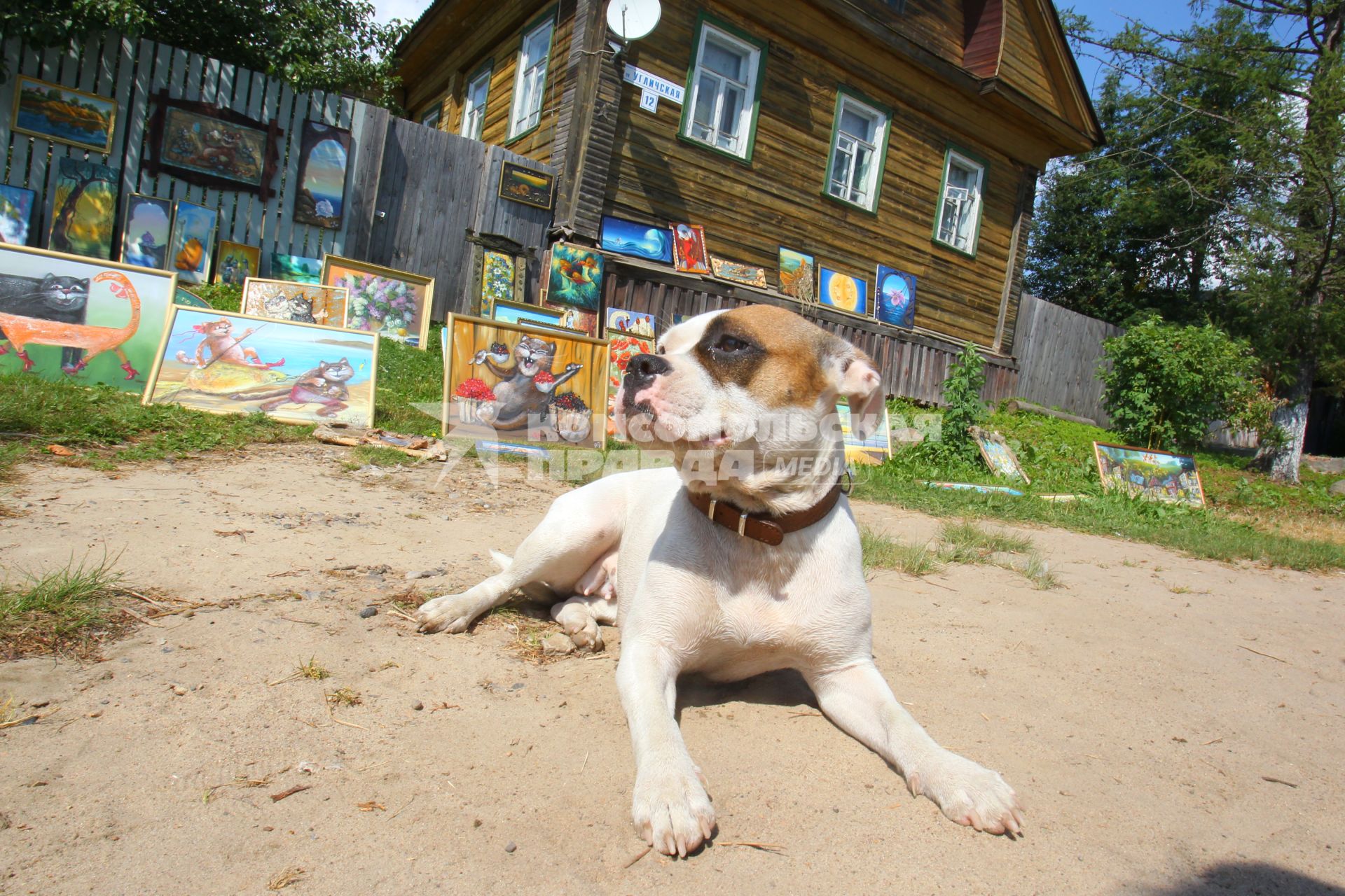 Город Мышкин Ярославской области, 16 июля 2010 года. Кошка. Собака. Картина. Живопись.