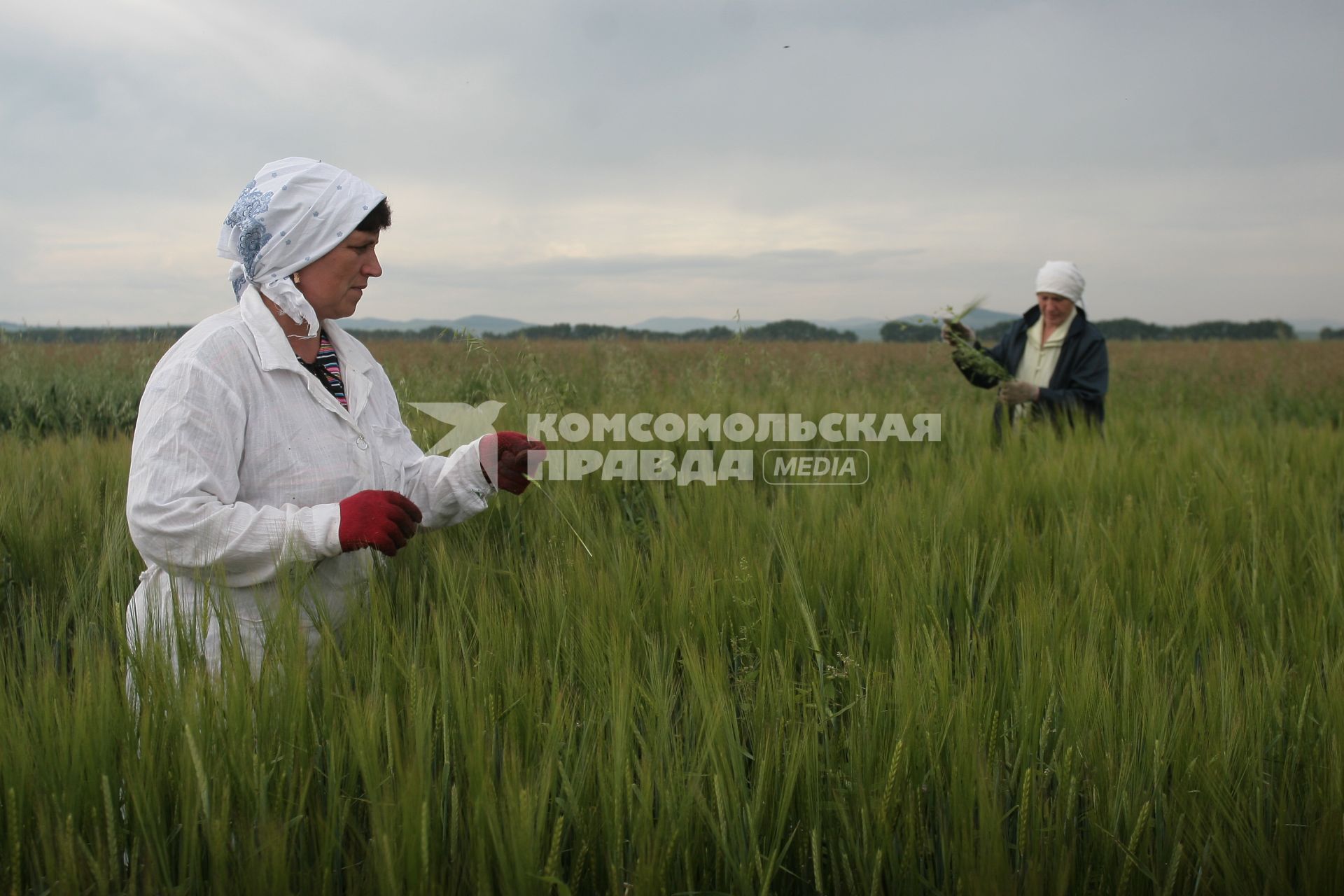 Борьба с сорняками на полях ОПК Михайловский