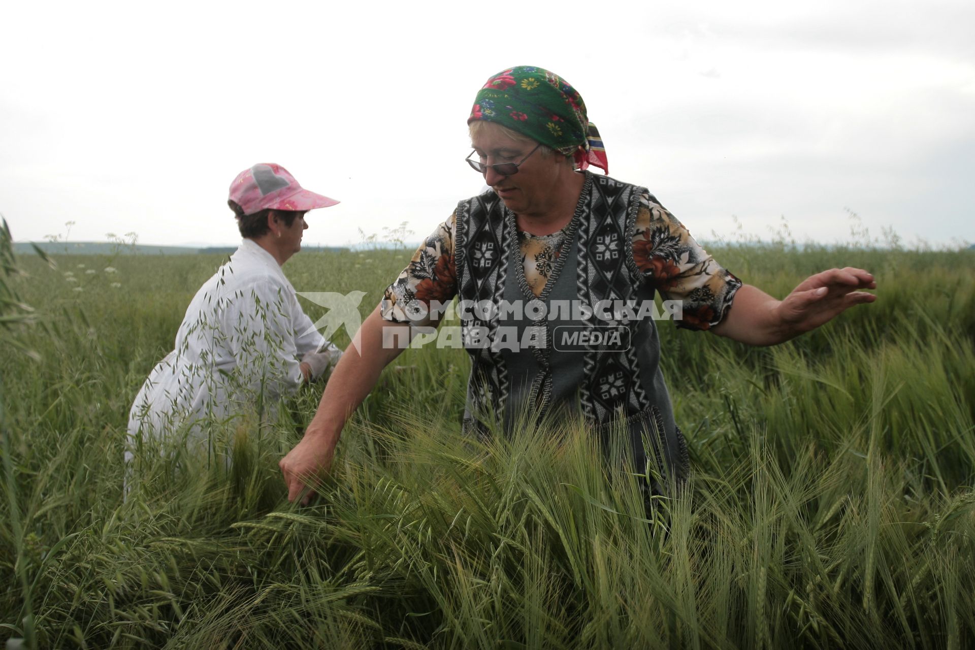 Борьба с сорняками на полях ОПК Михайловский