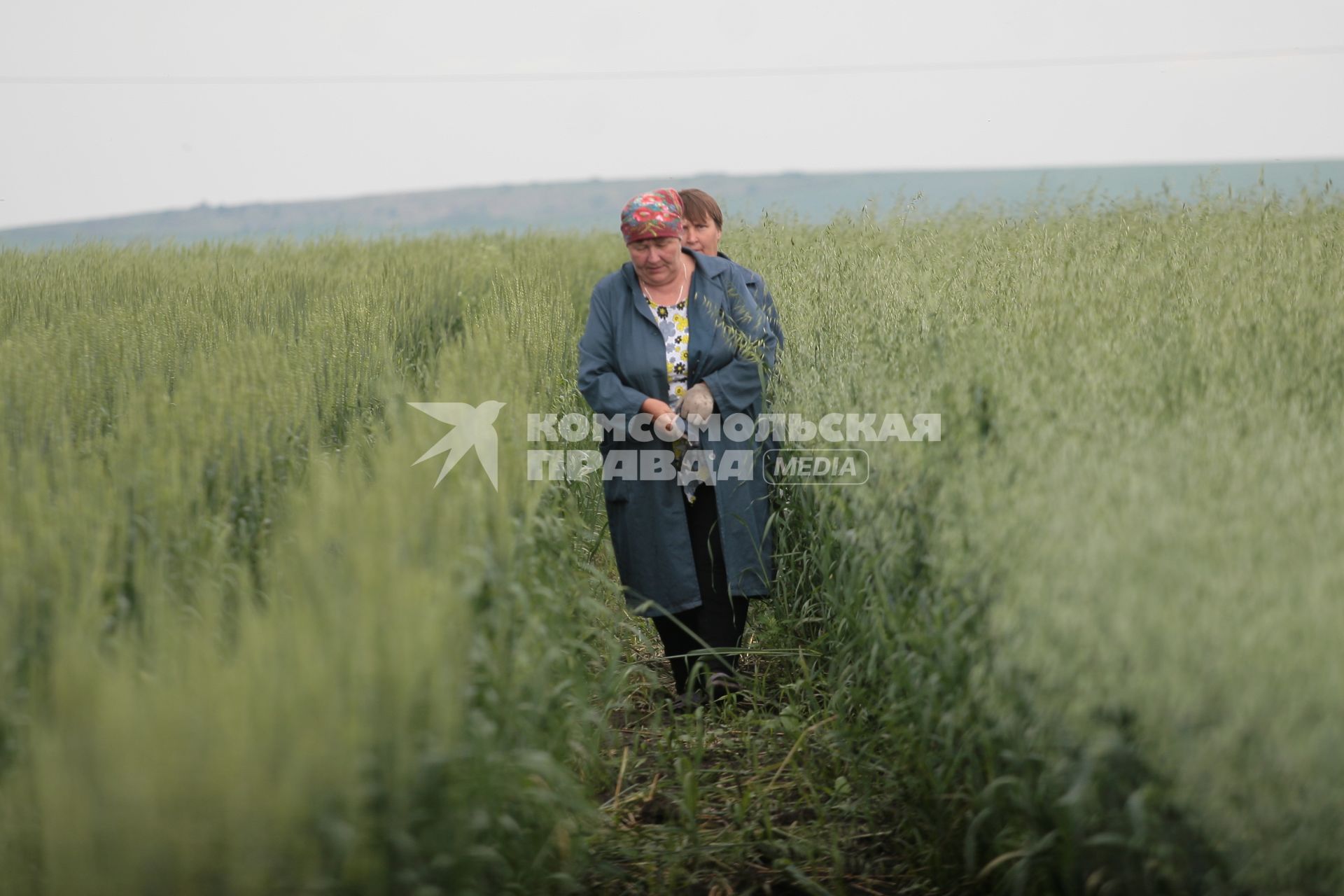 Борьба с сорняками на полях ОПК Михайловский