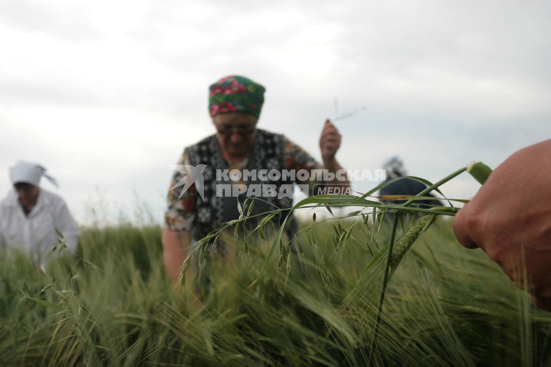 Борьба с сорняками на полях ОПК Михайловский