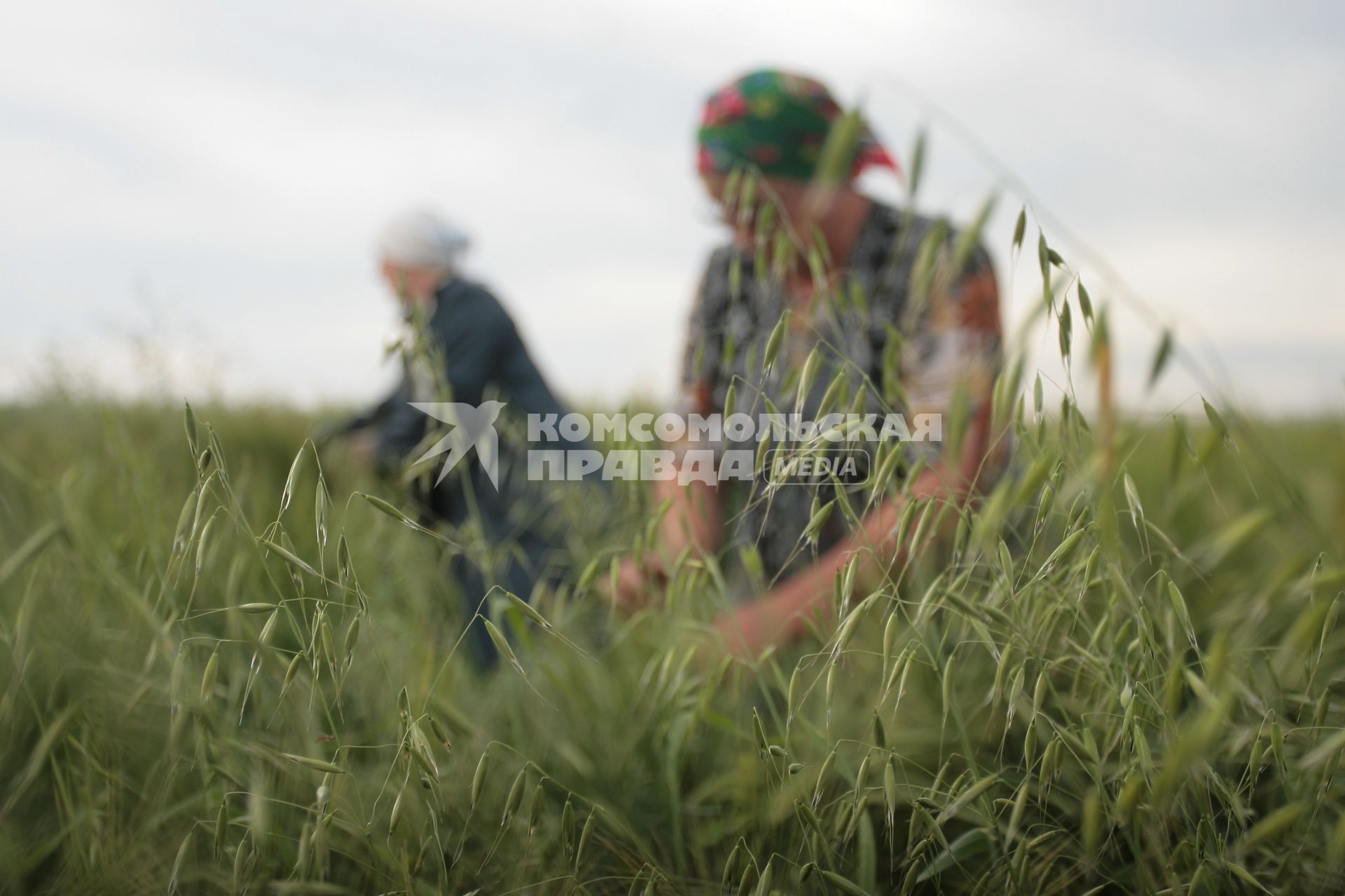 Борьба с сорняками на полях ОПК Михайловский