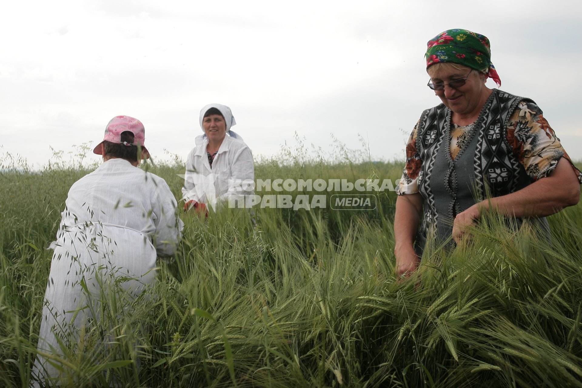 Борьба с сорняками на полях ОПК Михайловский