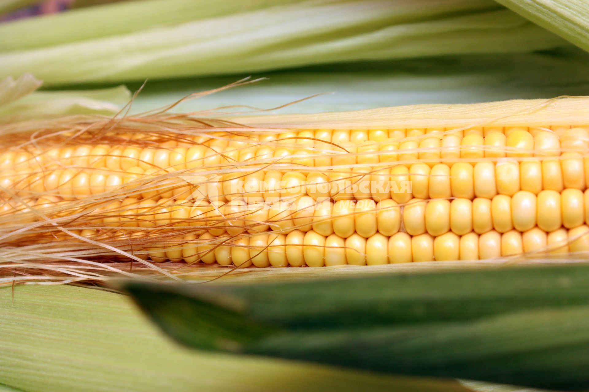 Початки кукурузы, урожай, кукуруза