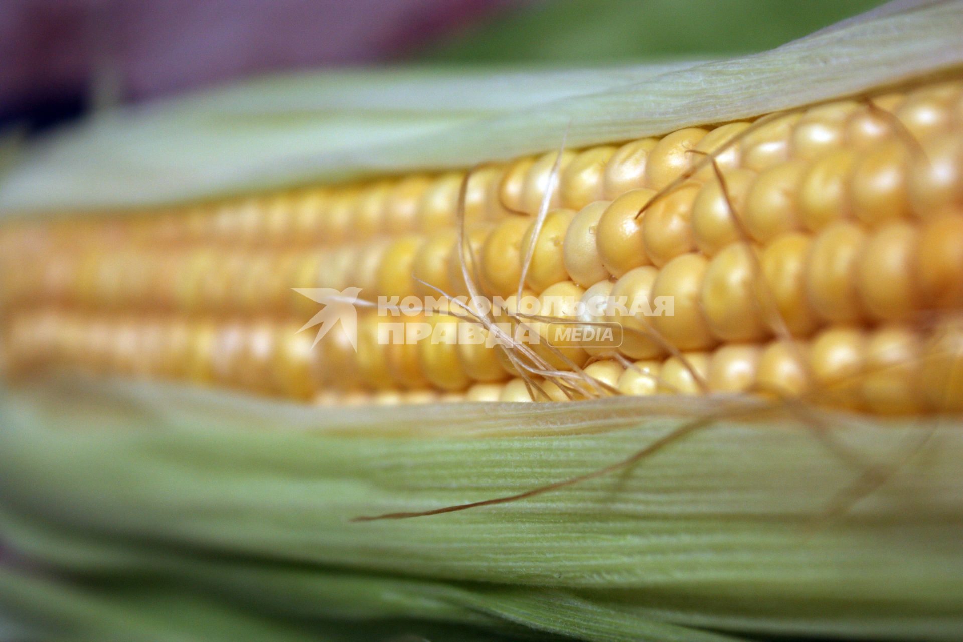 Початки кукурузы, урожай, кукуруза