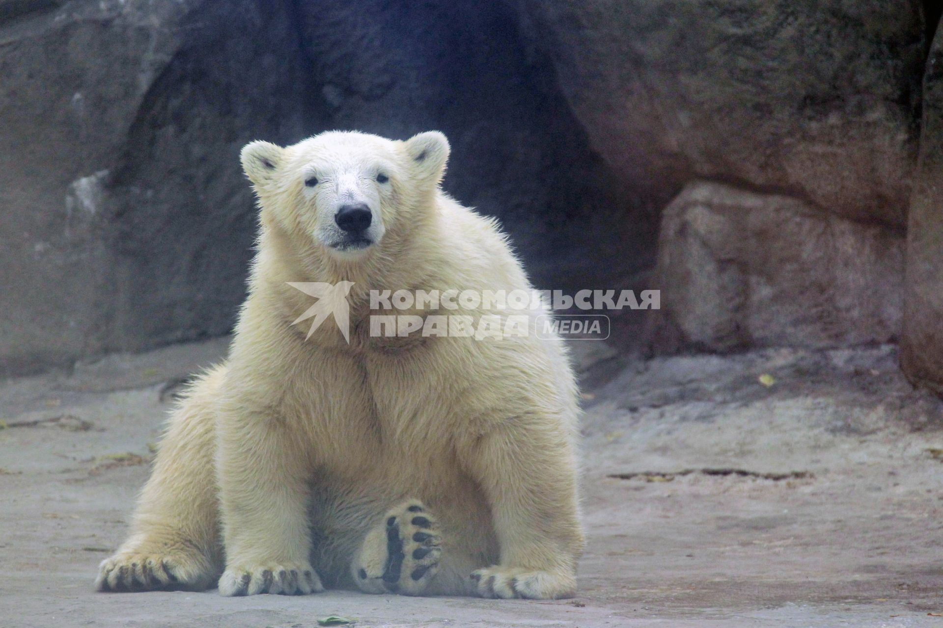 Белый медведь, московский зоопарк 4 августа 2010 года. Жара. Лето. Климат. Глобальное потепление. Зной.