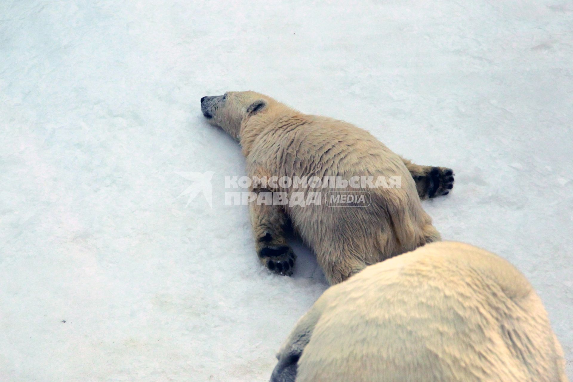 Белый медведь, московский зоопарк 4 августа 2010 года. Жара. Лето. Климат. Глобальное потепление. Зной.