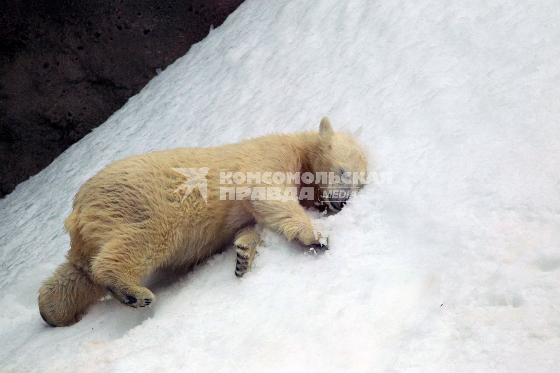 Белый медведь, московский зоопарк 4 августа 2010 года. Жара. Лето. Климат. Глобальное потепление. Зной.