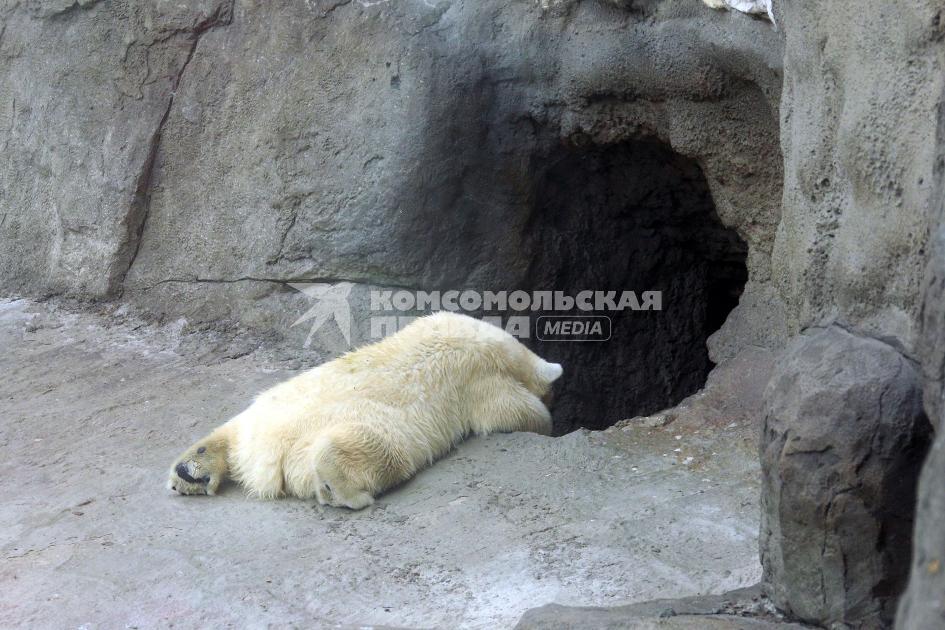 Белый медведь, московский зоопарк 4 августа 2010 года. Жара. Лето. Климат. Глобальное потепление. Зной.