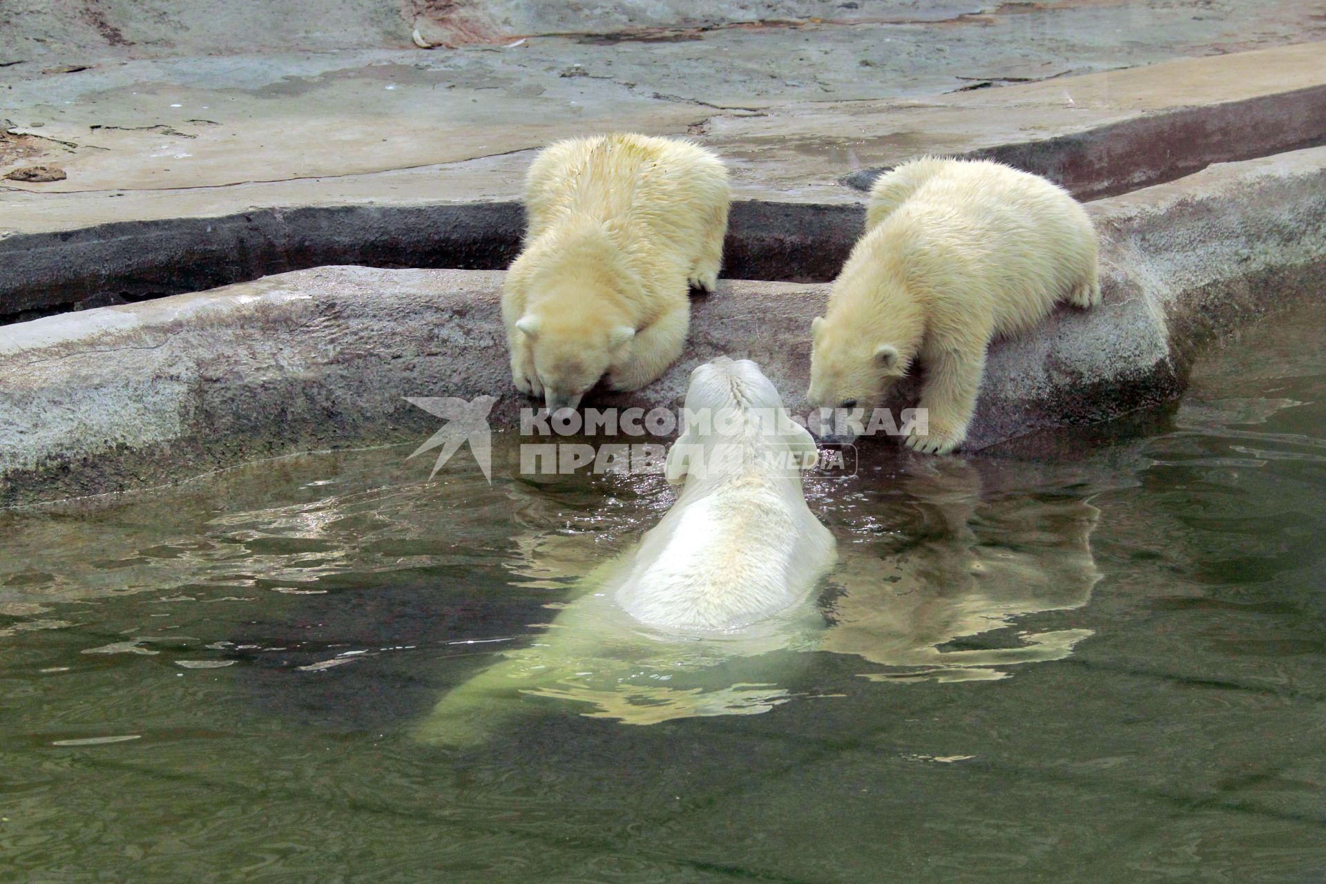 Белый медведь, московский зоопарк 4 августа 2010 года. Жара. Лето. Климат. Глобальное потепление. Зной.