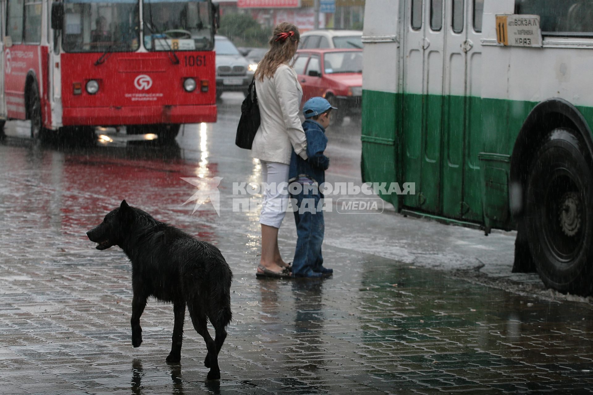 Дождь в г Красноярск, 19 августа 2010 Бездомные животные