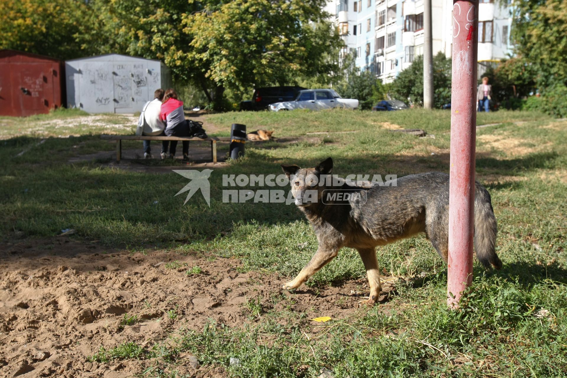 14.09.2010 Самара, Россия. Бродячая собака во дворе.