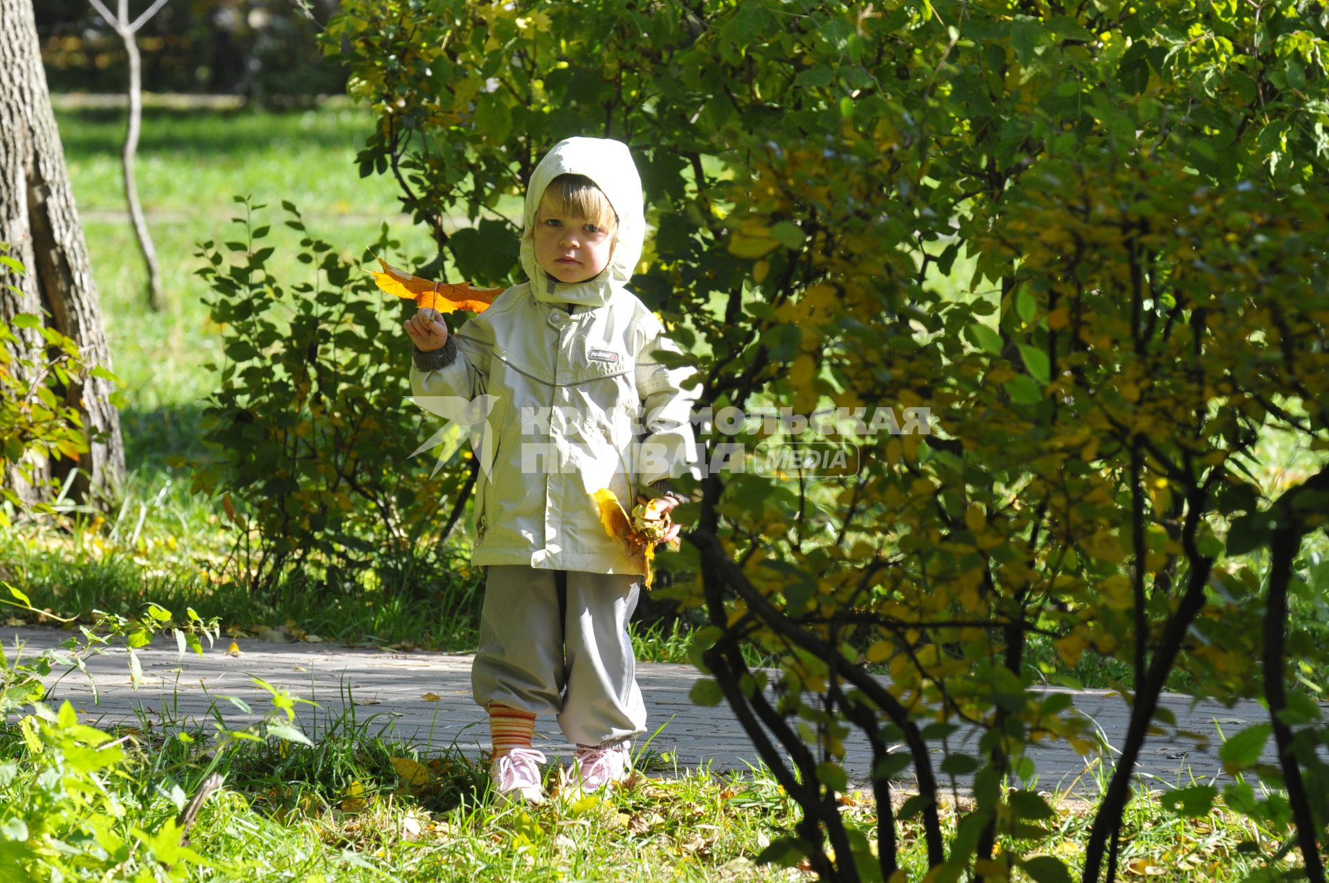 03 октября 2008 года. Осень. Парк. Ребенок собирает листья.