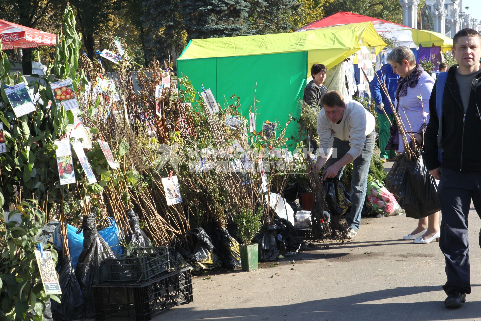 Дата съемки : 08.10.2010. На ВВЦ прошла  специализированная выставка-ярмарка плодов и саженцев. На фото :  семена, саженцы, удобрения