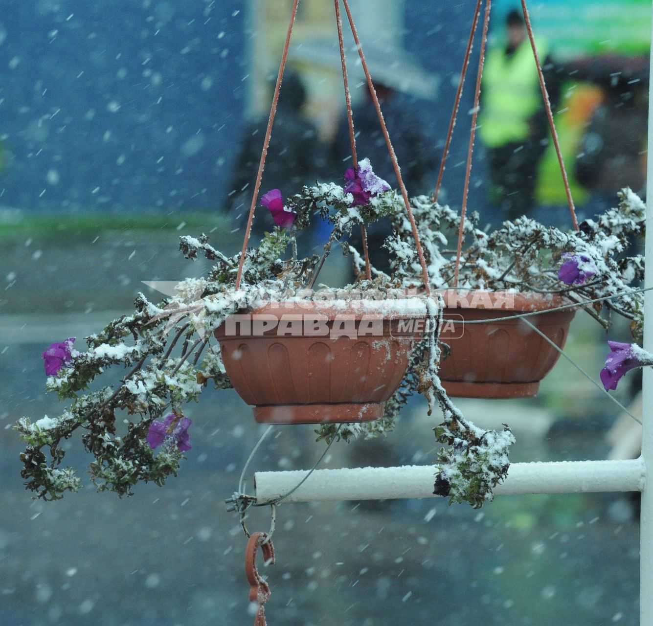 13 октября 2010 года. Первый снег в Москве. Осень. Снегопад. Улица. Цветы.