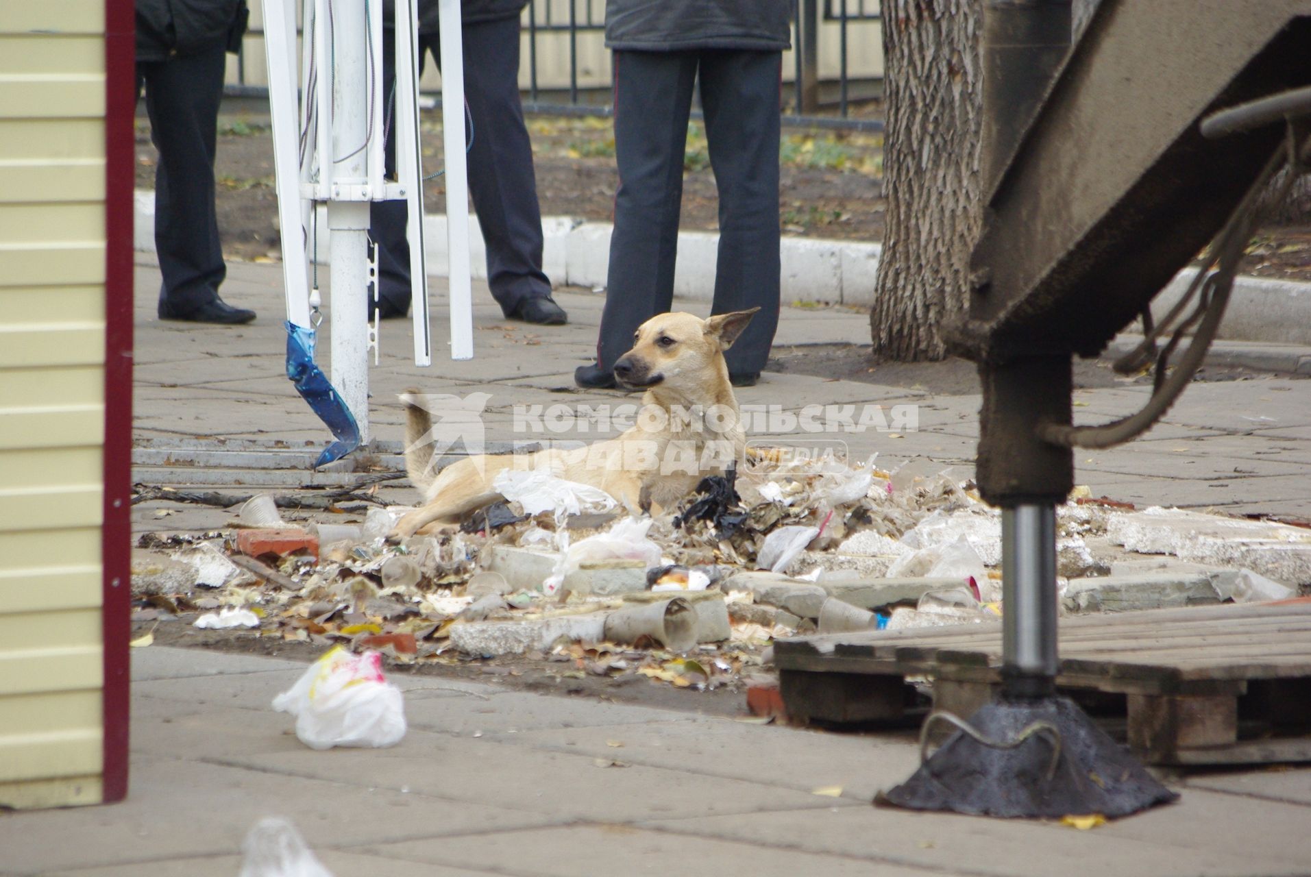 Собака роется в городском мусоре, 13 ноября 2010 года, Саратов. Город, мусорка, грязь, антисанитария, инфекции, собака