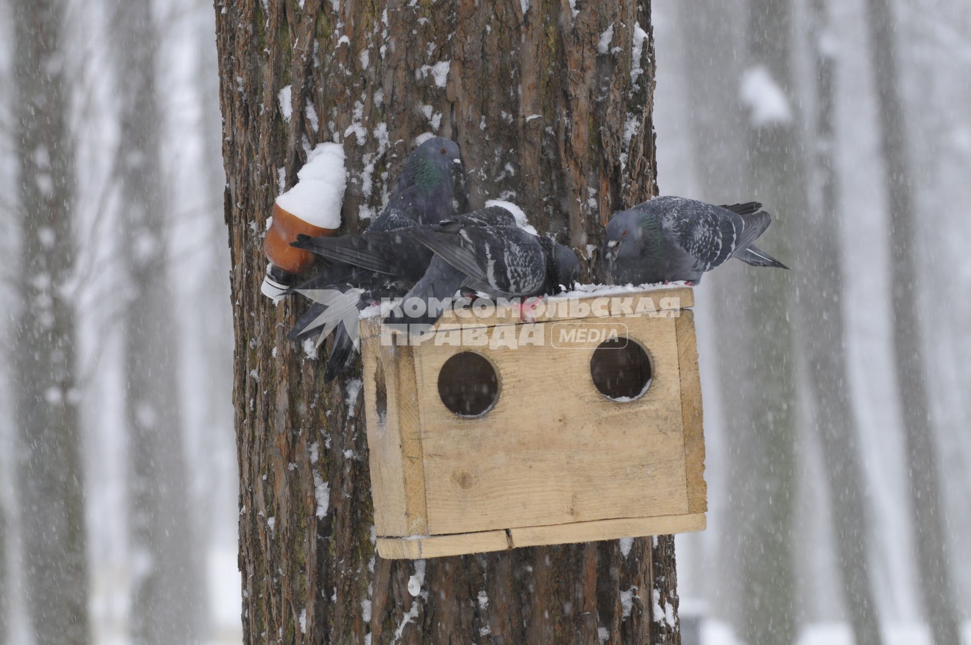 14 февраля 2009 года. Зима. Кормушка. Голуби.