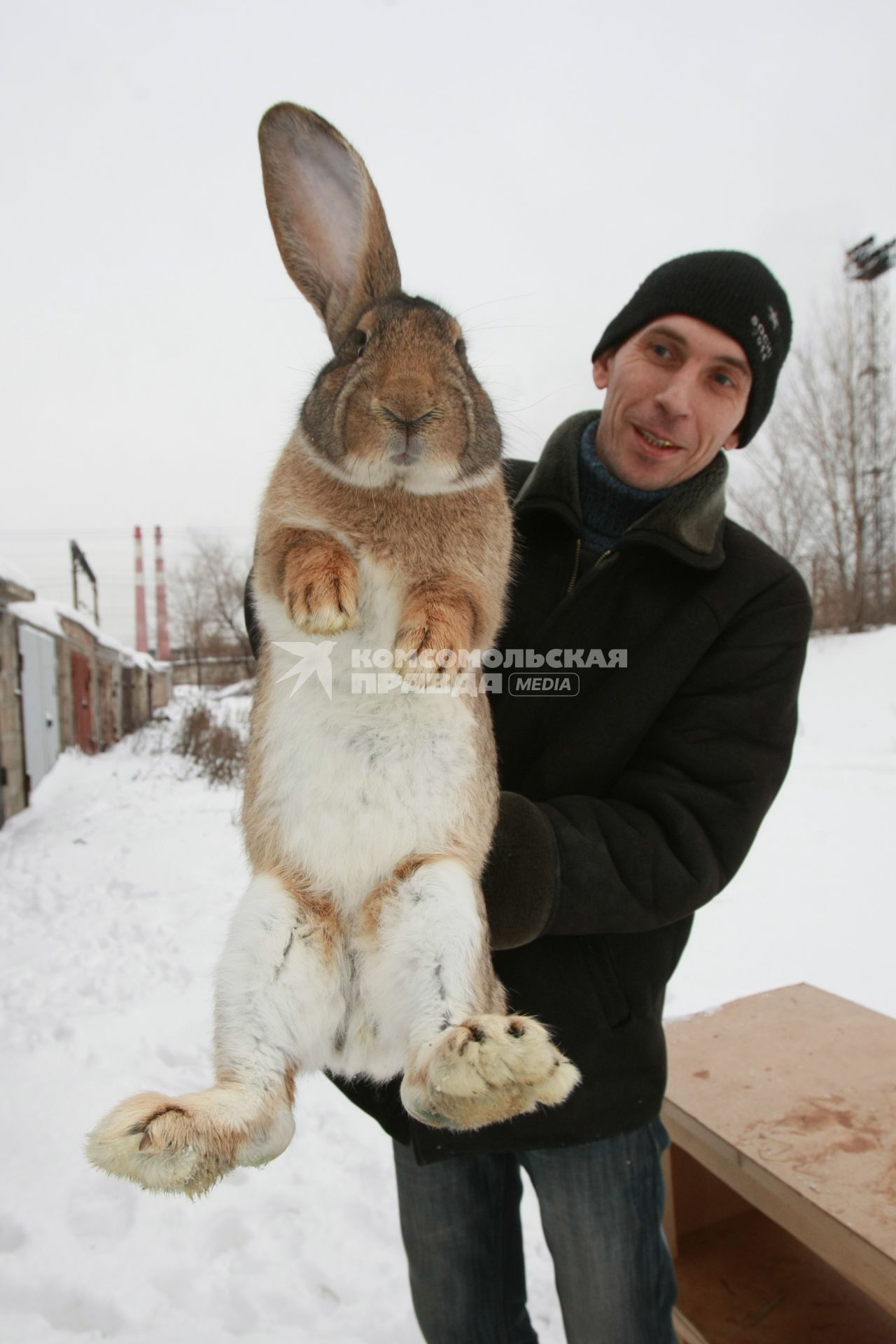 22.12.2010 Самара, Россия. Мужчина демонстрирует большого кролика